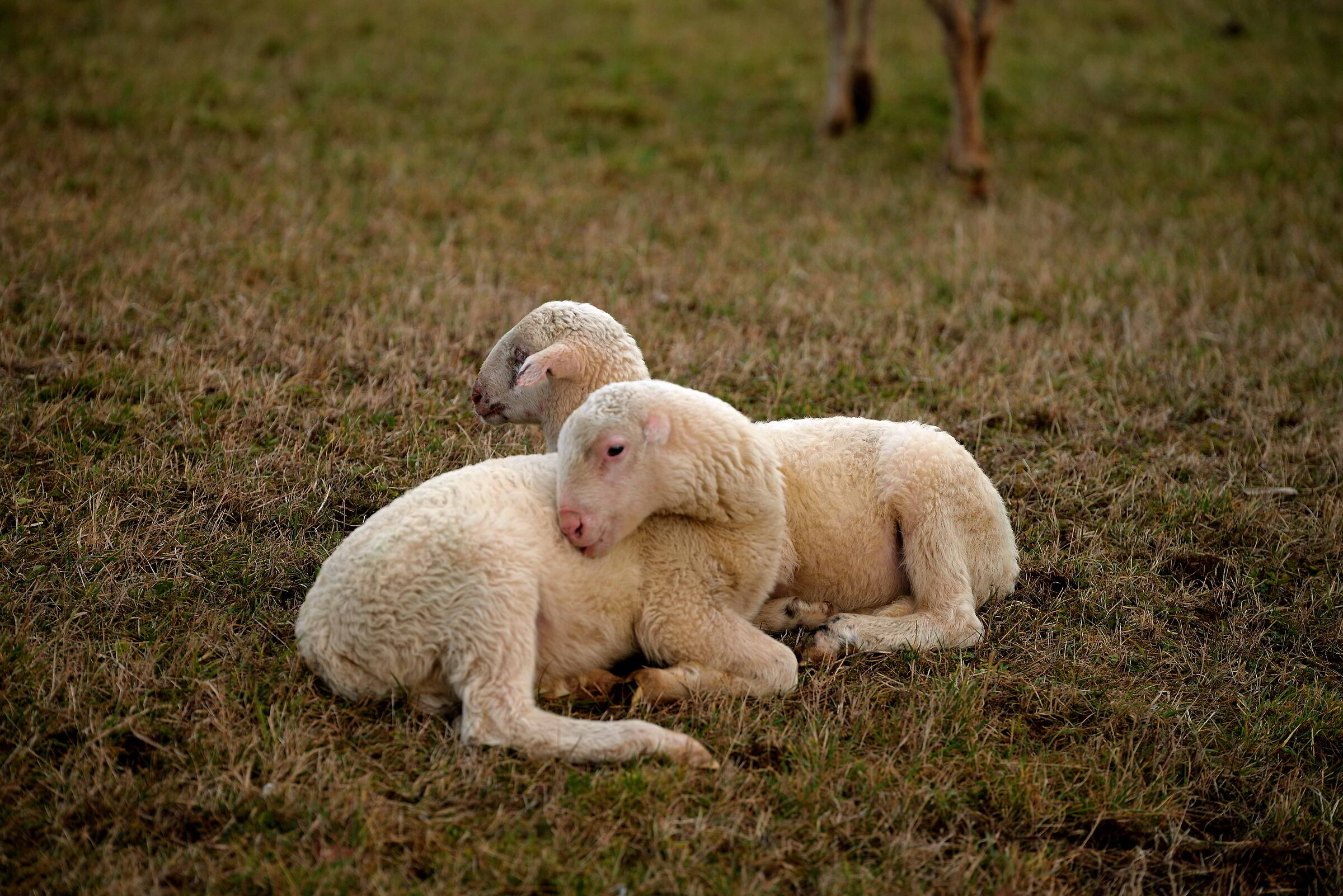 Pasqua è passata, possiamo rilassarci