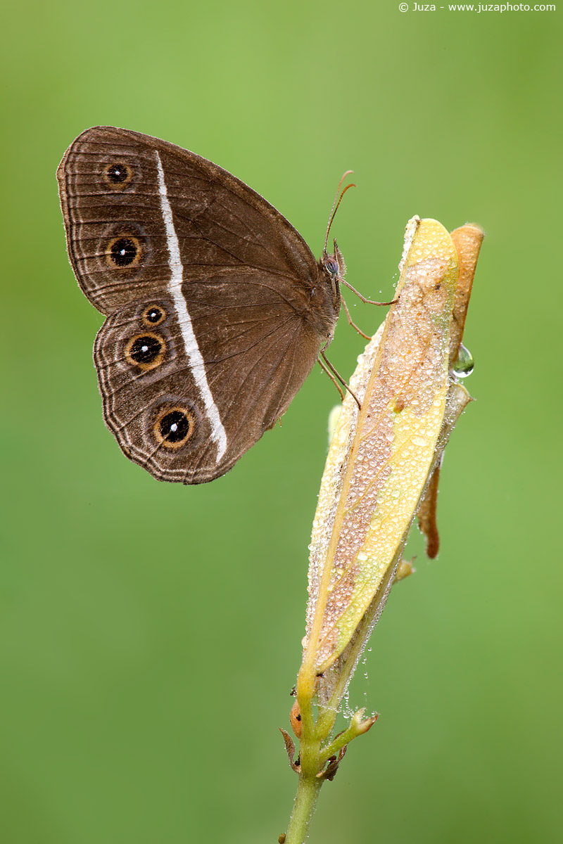Orsotriaena medus medus, 009211