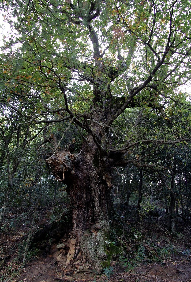 old oak tree
