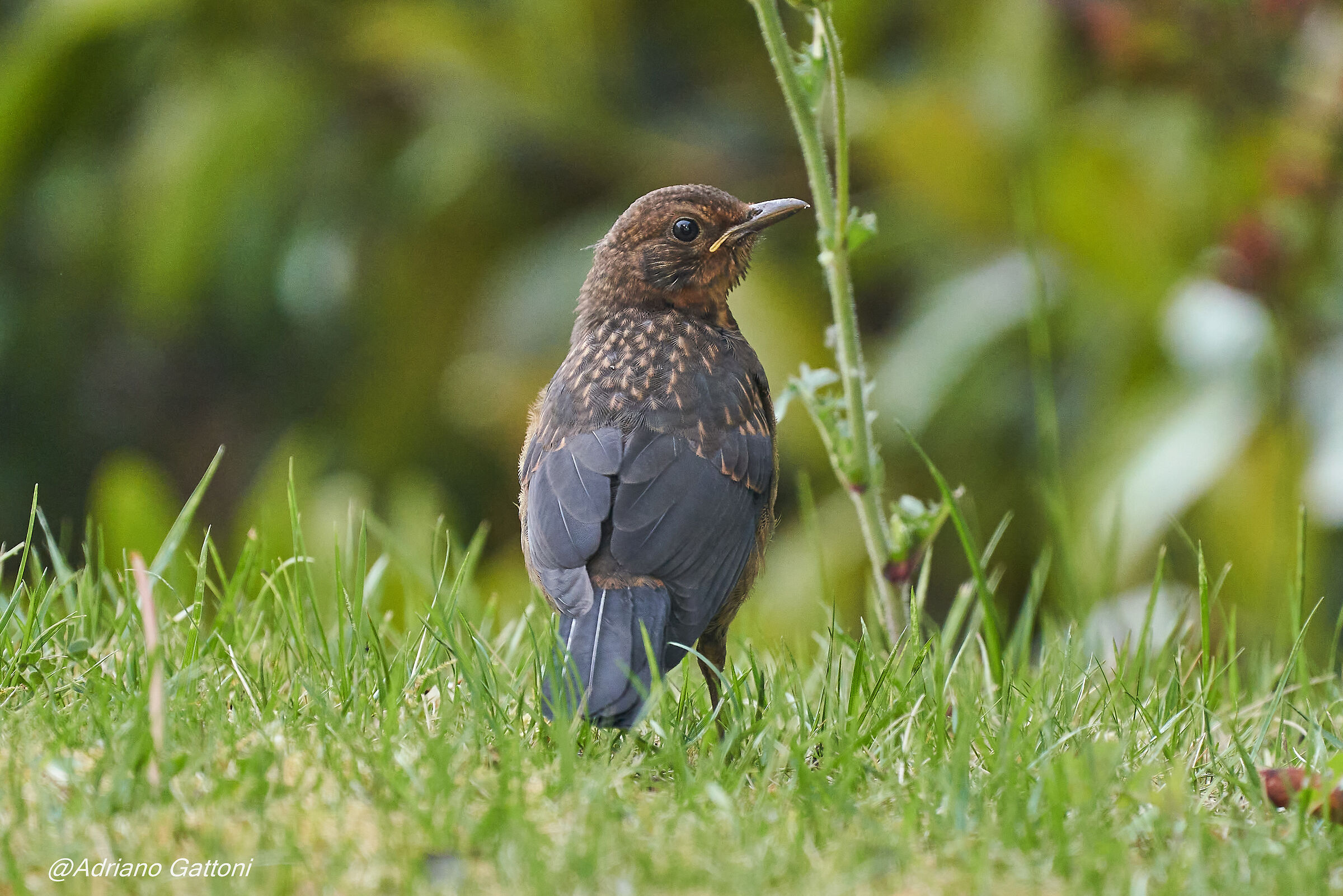 Storno ripreso nel giardino di casa ...
