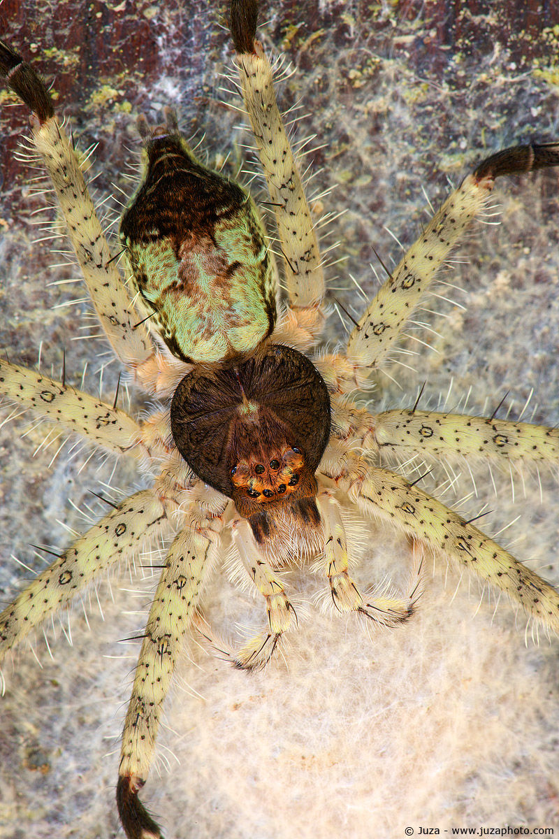 Pandercetes sp., 009254