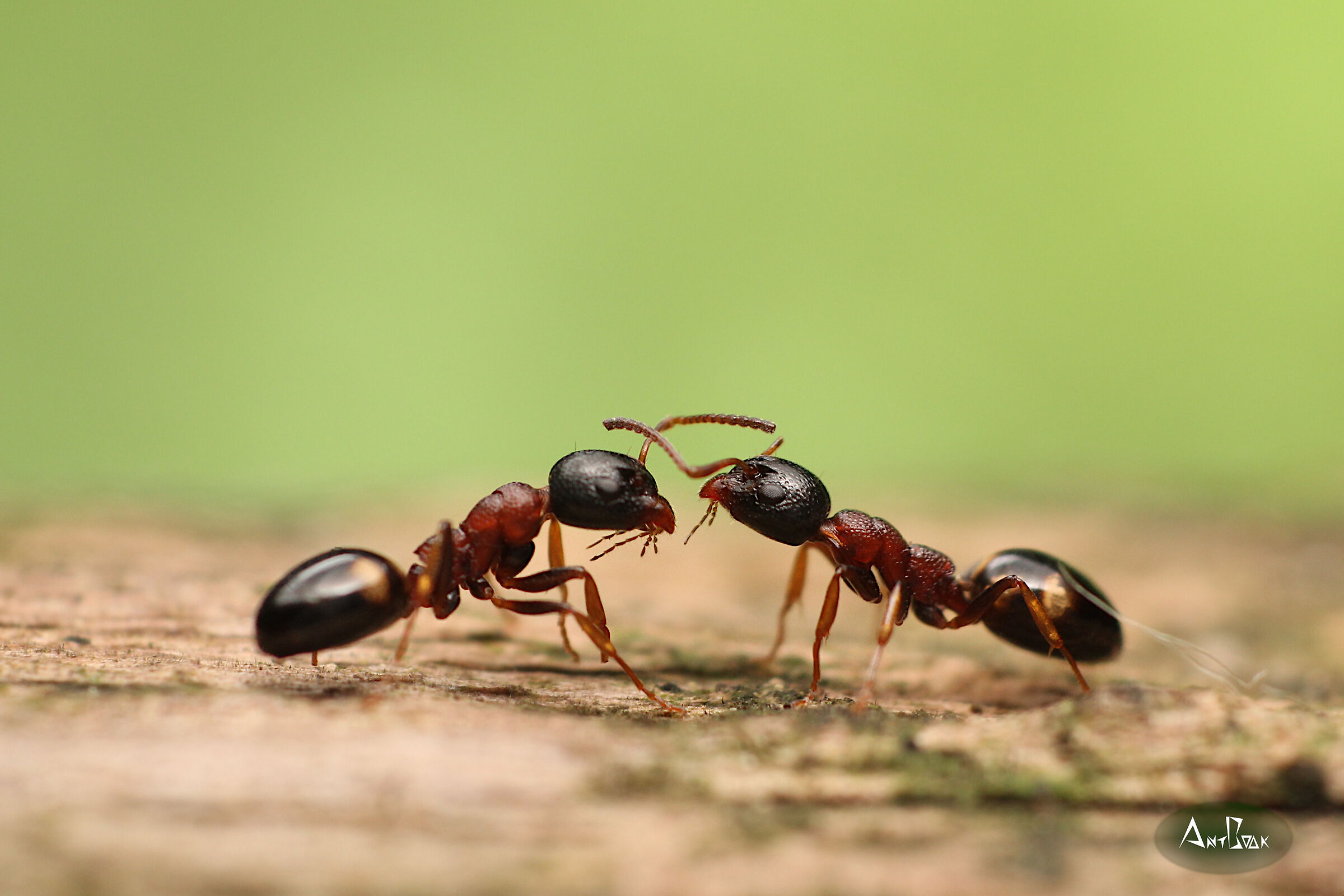 Dolichoderus quadripunctatus