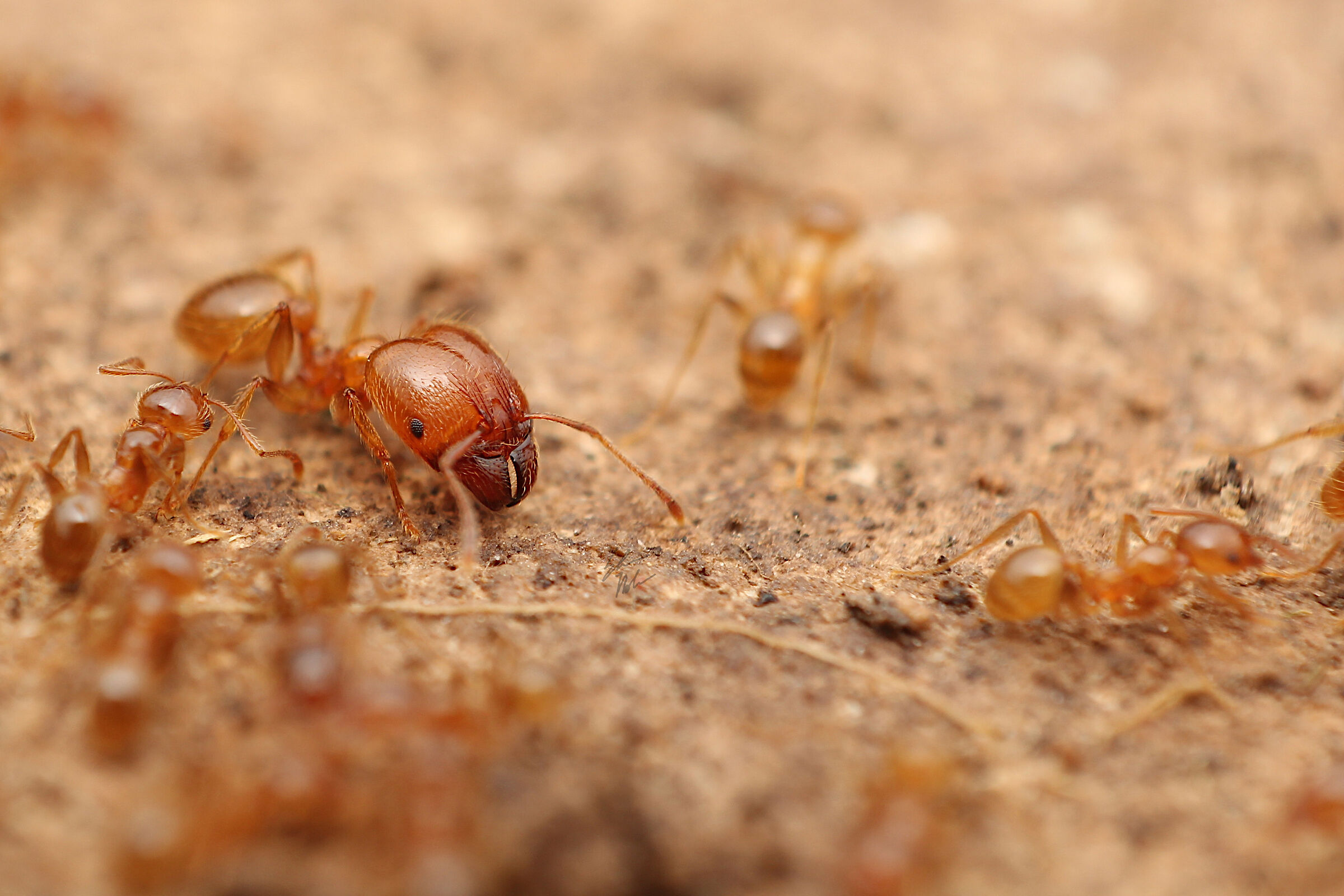 Pheidole pallidula