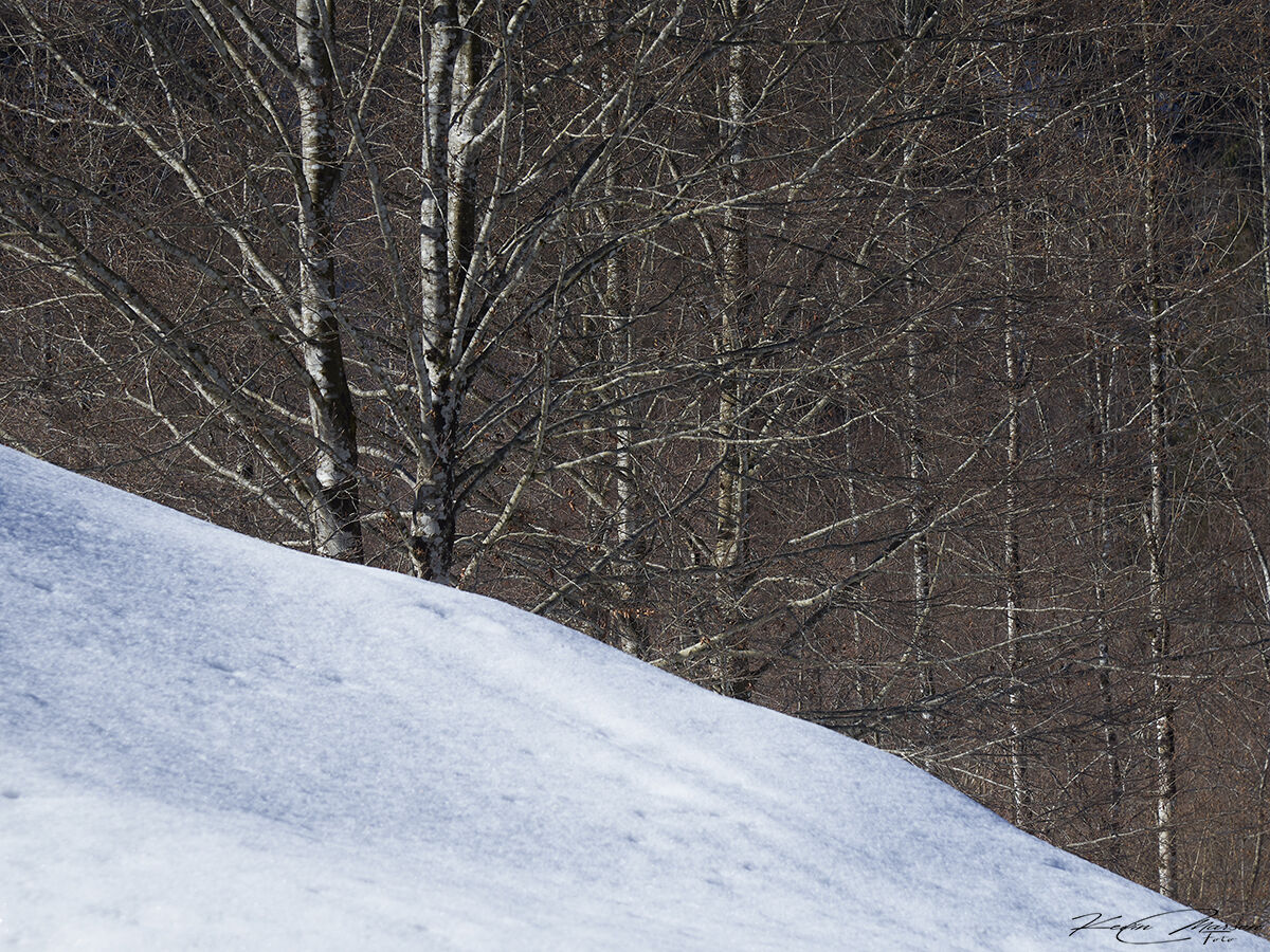 " Immersed in the Snow "