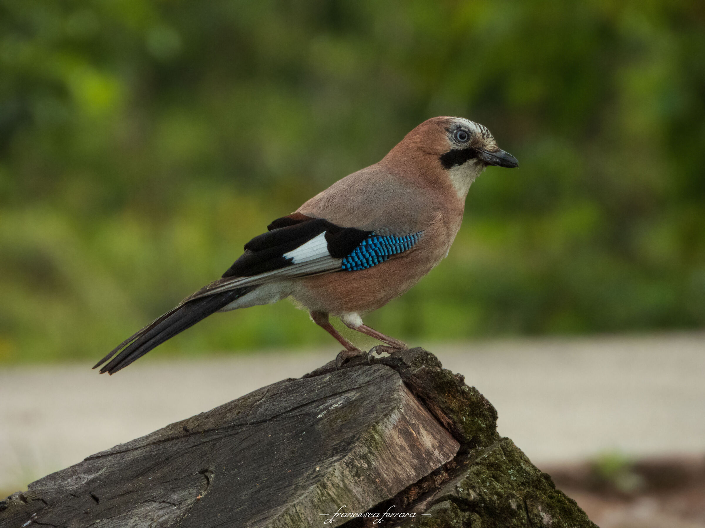 Ghiandaia (Garrulus Glandarius)_2