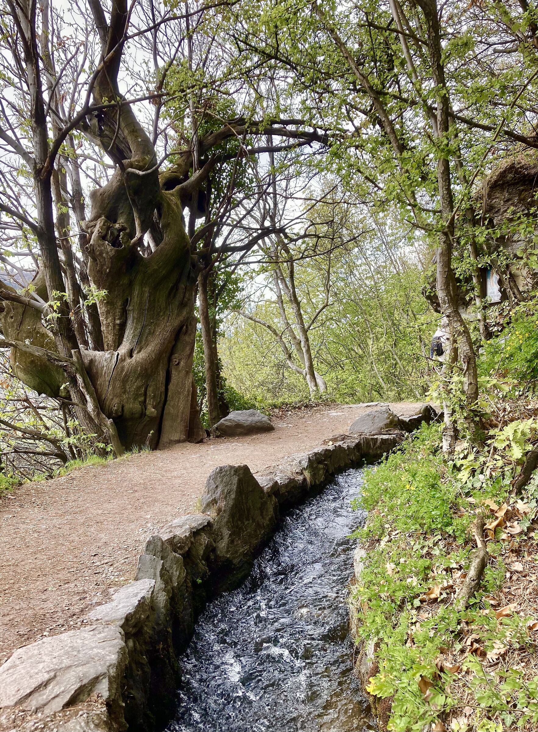 The rogge, the so-called Waalwege Lagundo BZ