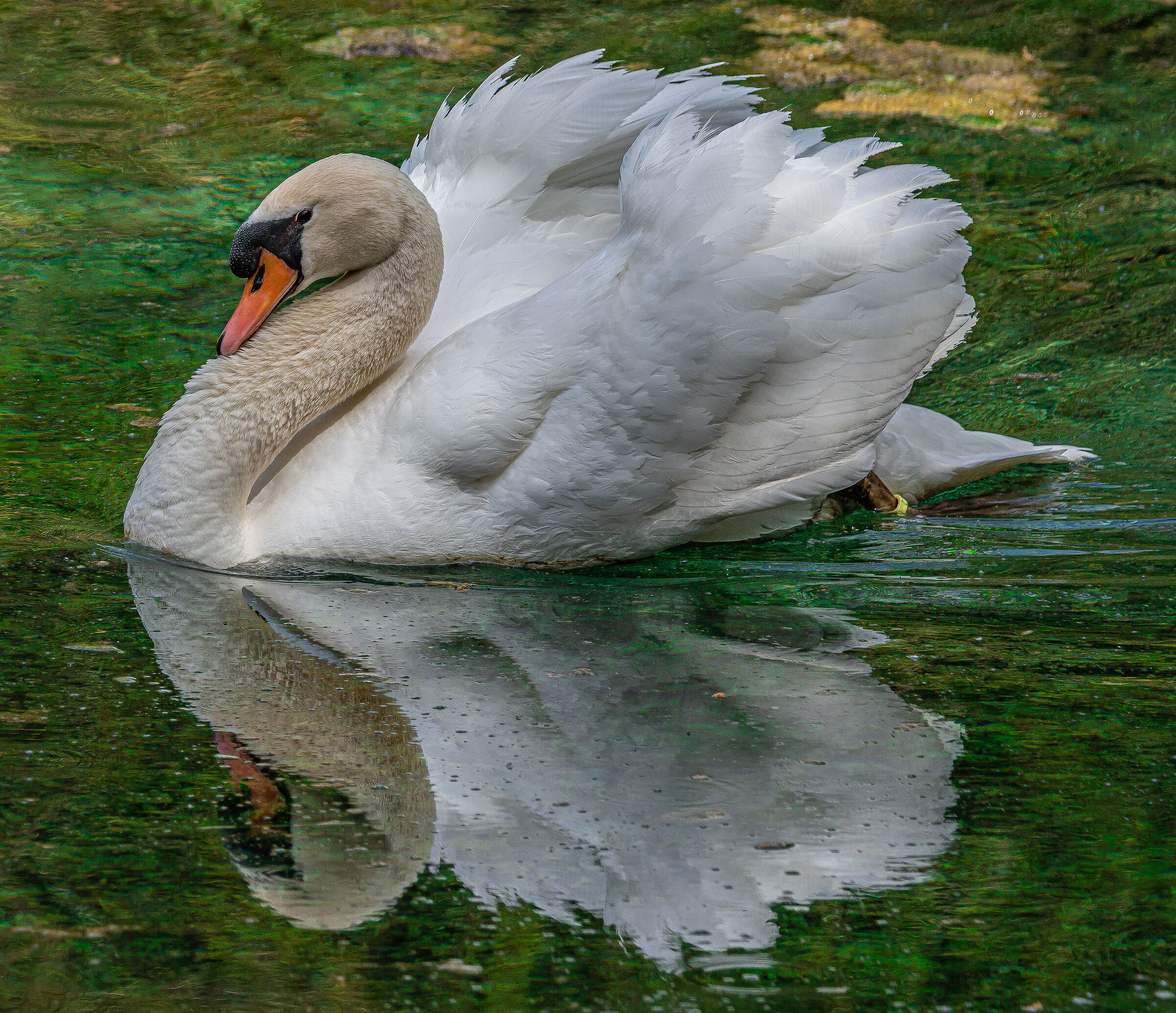 Mirror who is the most beautiful swan in the realm?