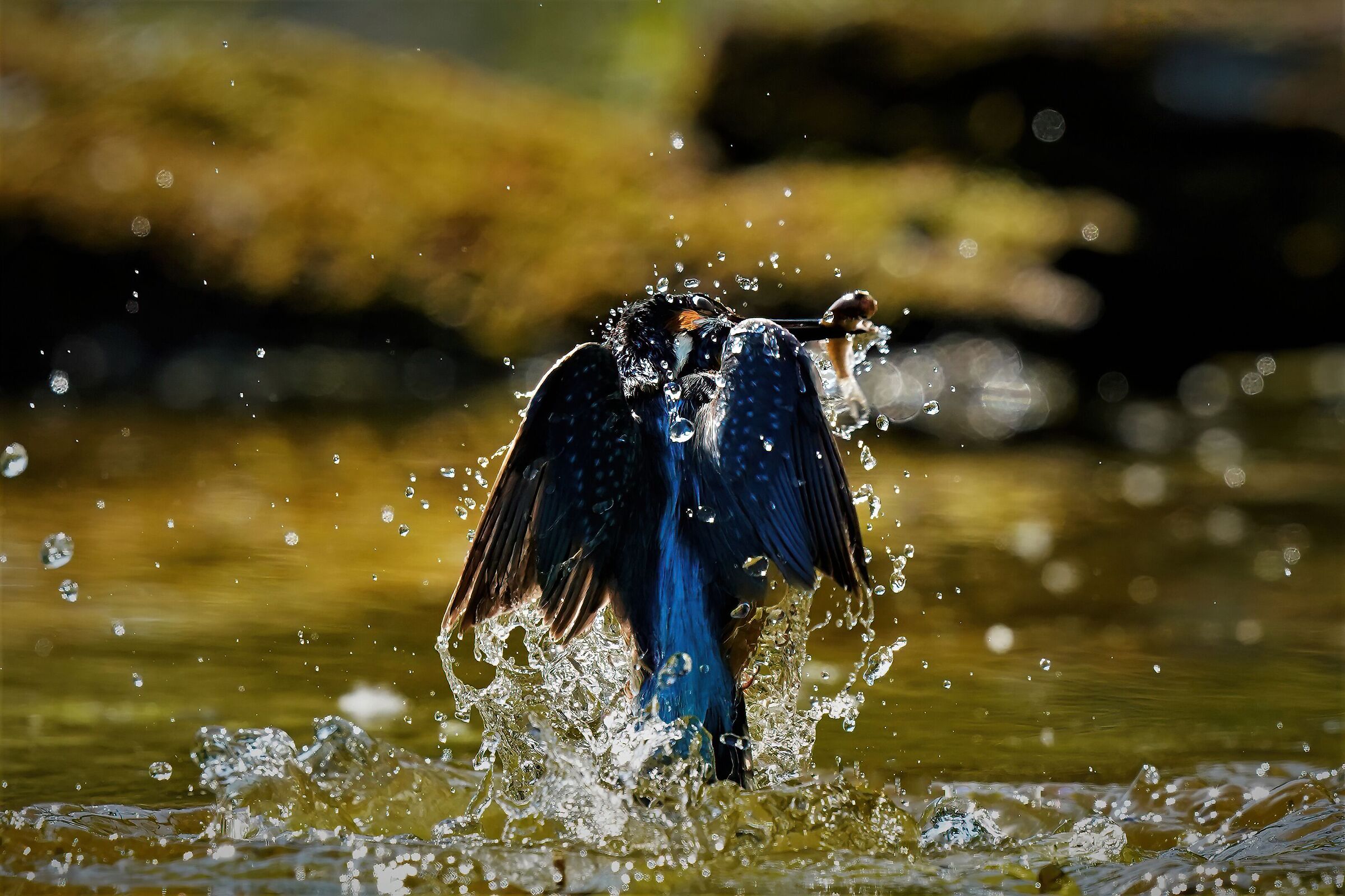 kingfisher