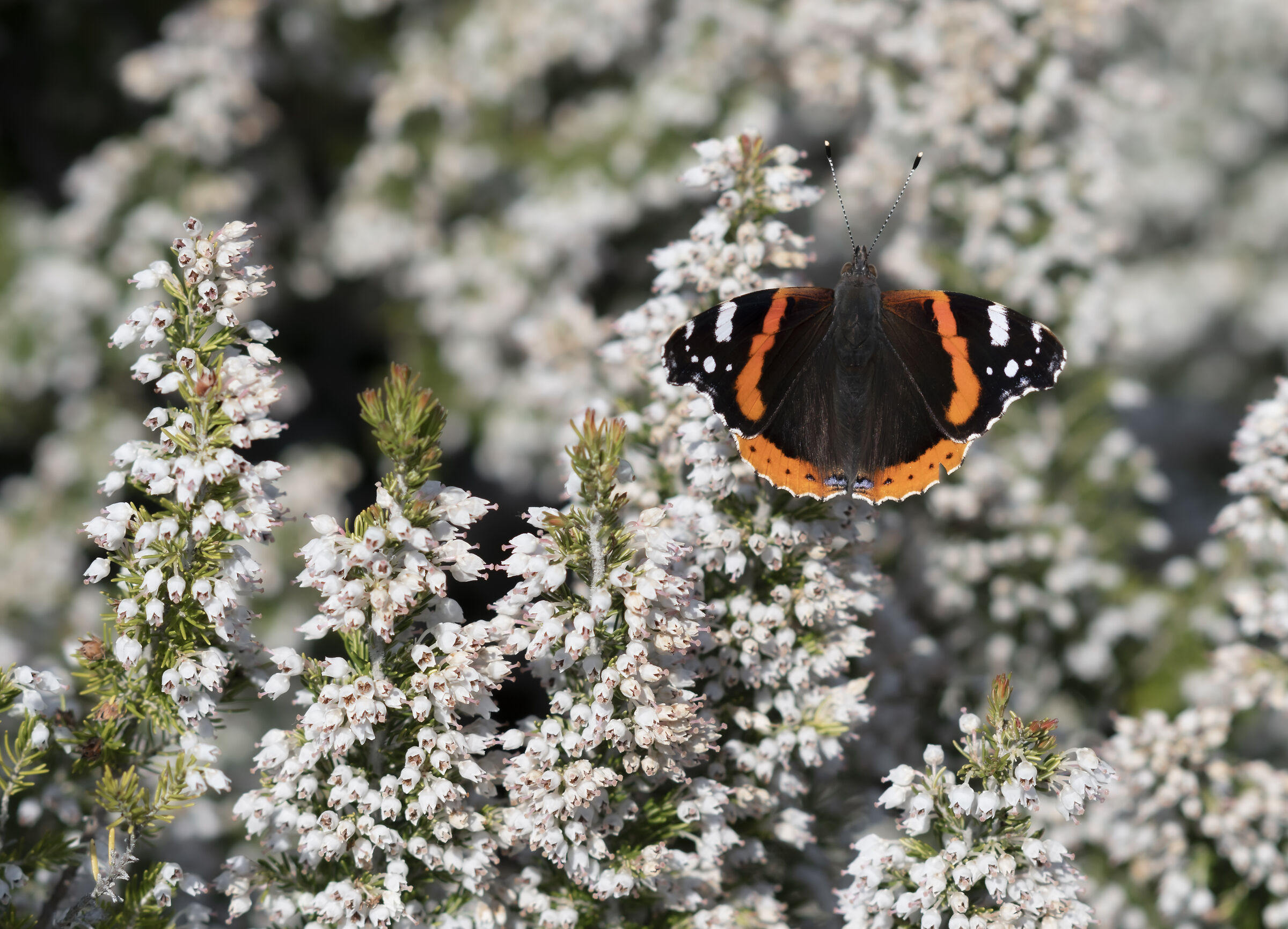 Vanessa Atalanta