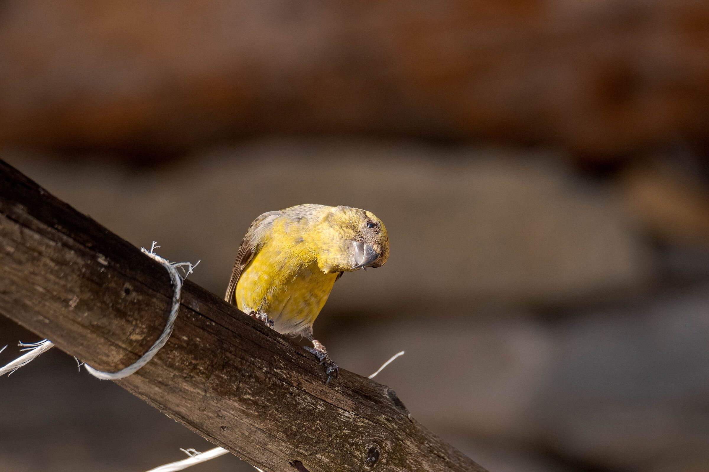 Female Common Cruises