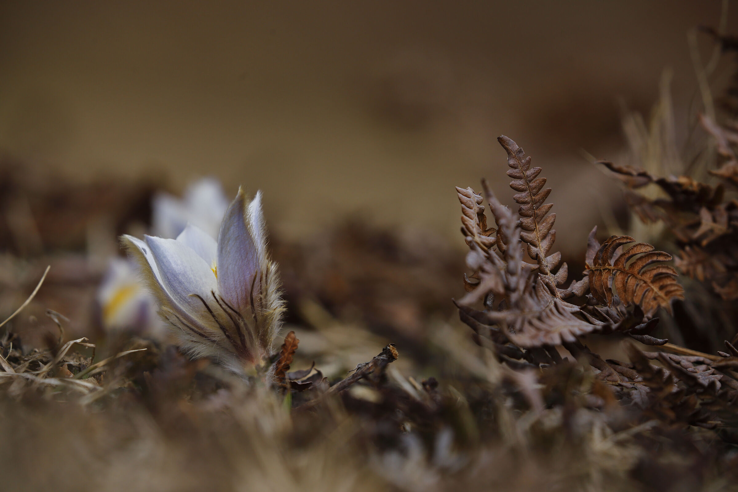 A shy start to spring