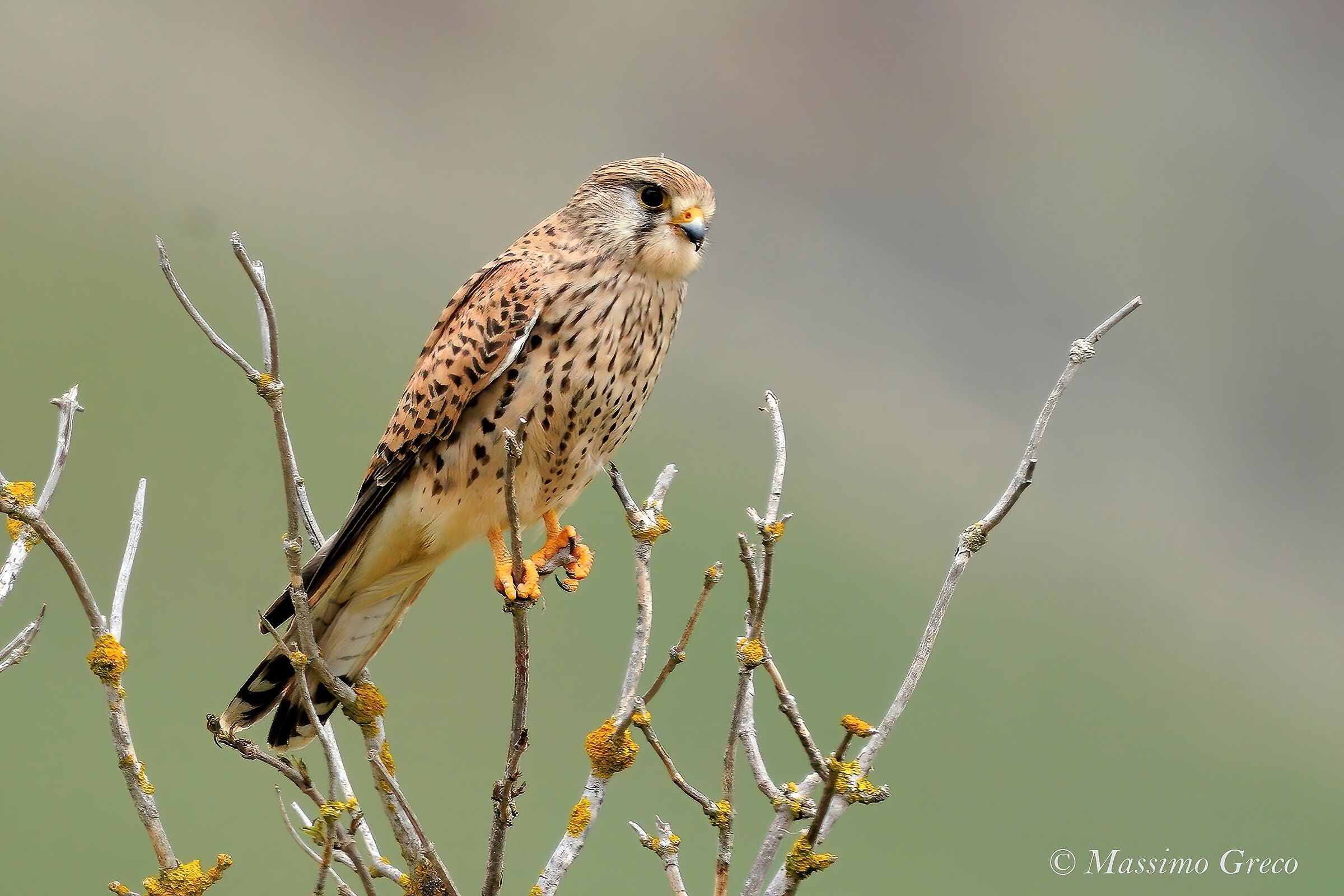 Gstreg (Falco tinnunculus)