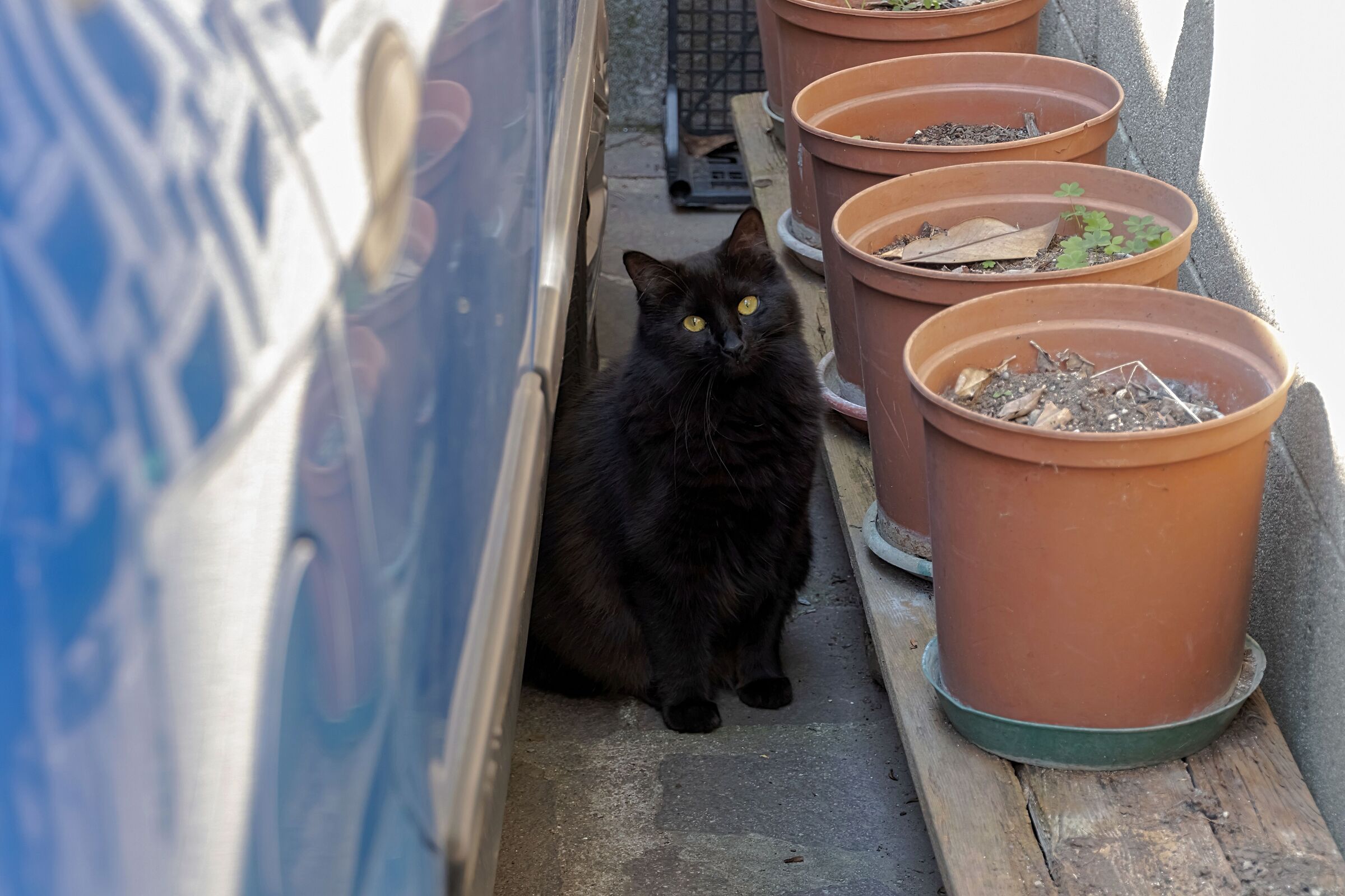 Margot black cat of my neighbor 25/04/2020