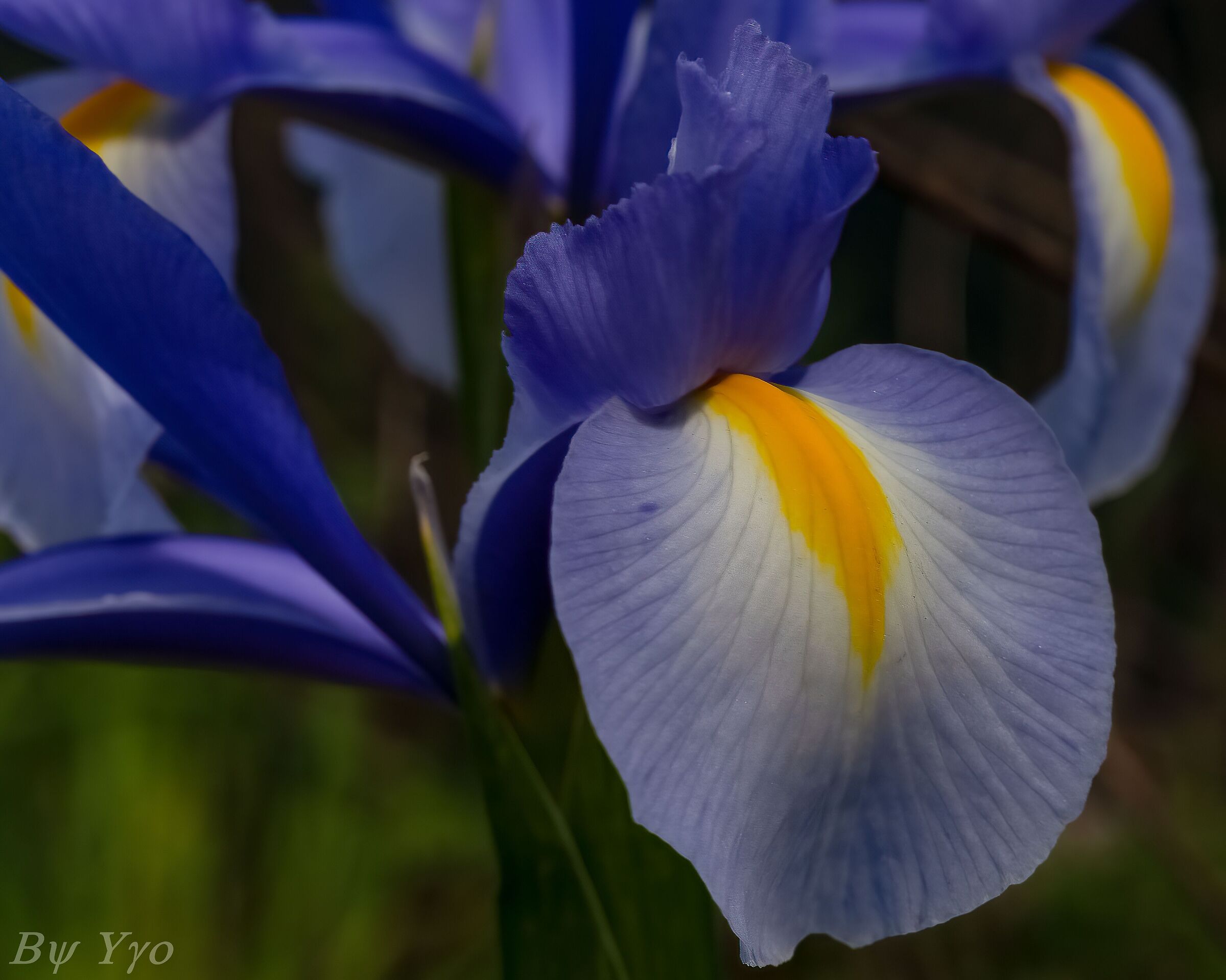 Iris