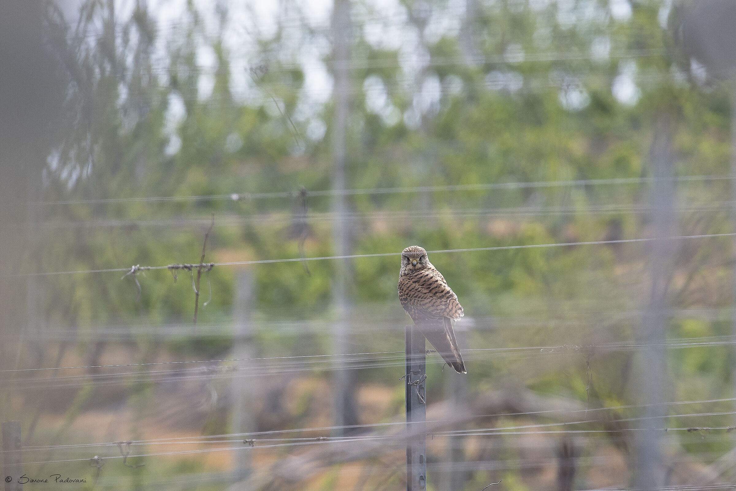 Gheppio in Vigna di Albana di Romagna