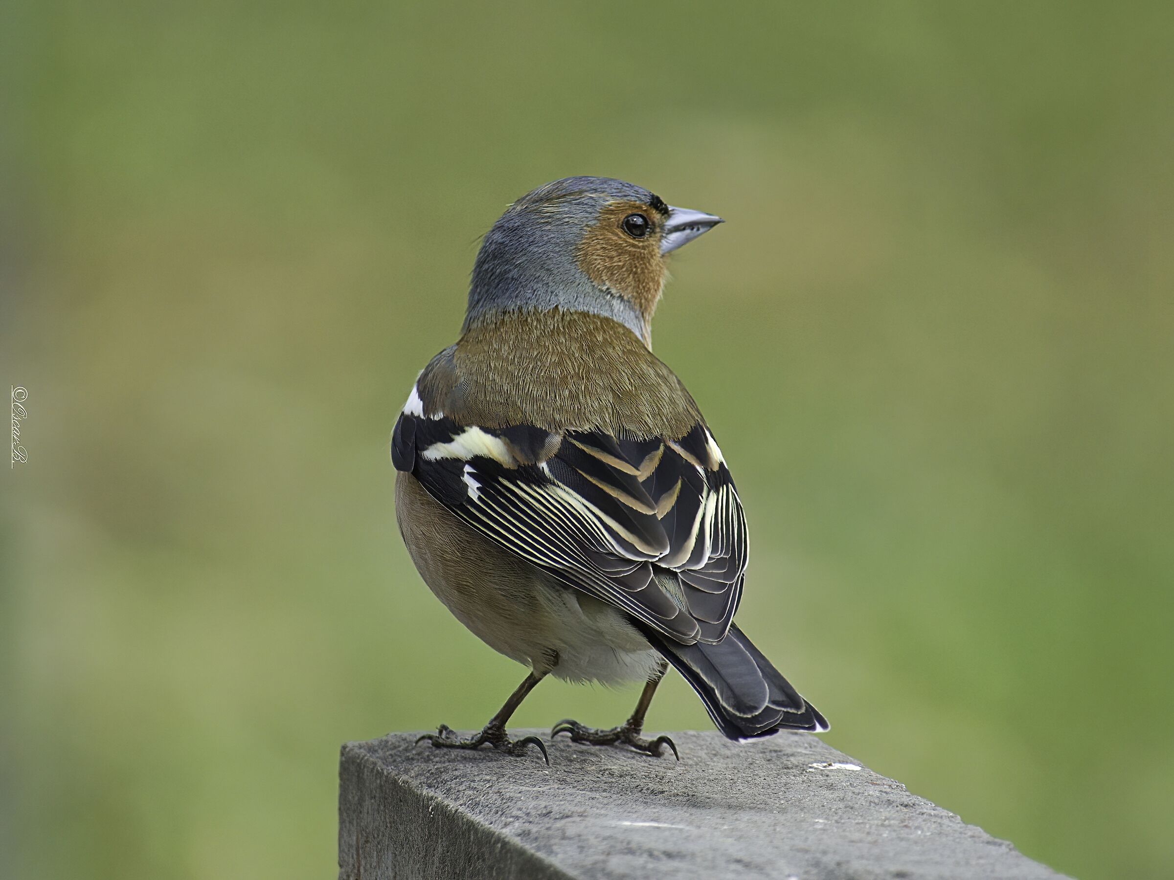 chaffinch