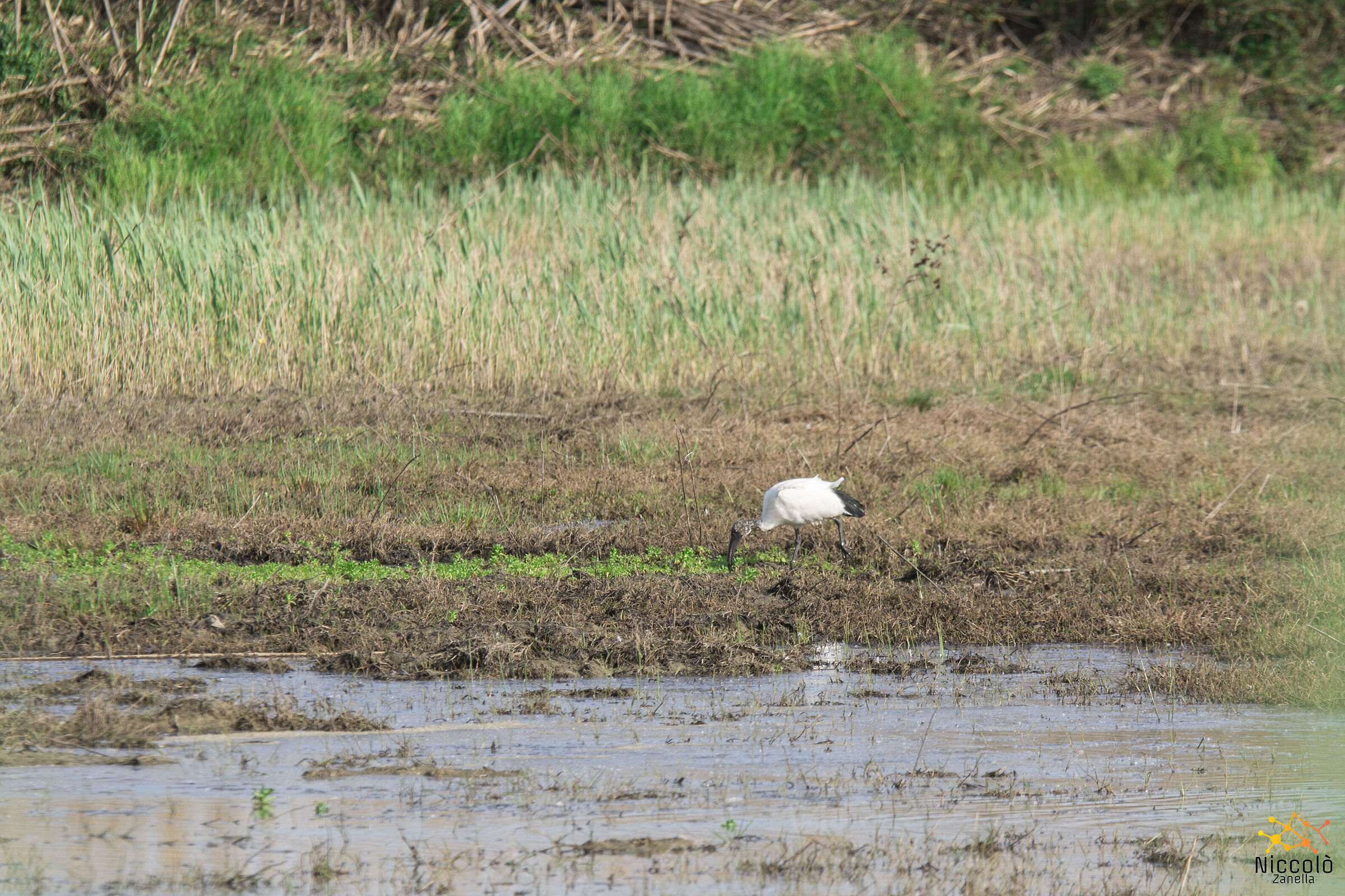 glossy ibis