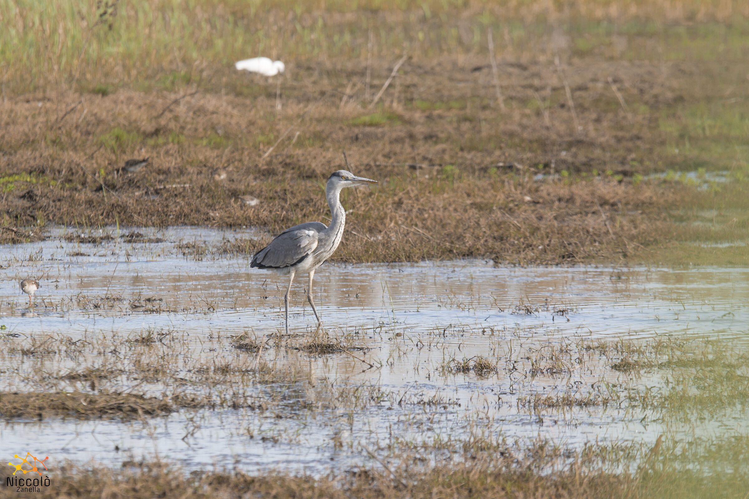 Heron Cinerino