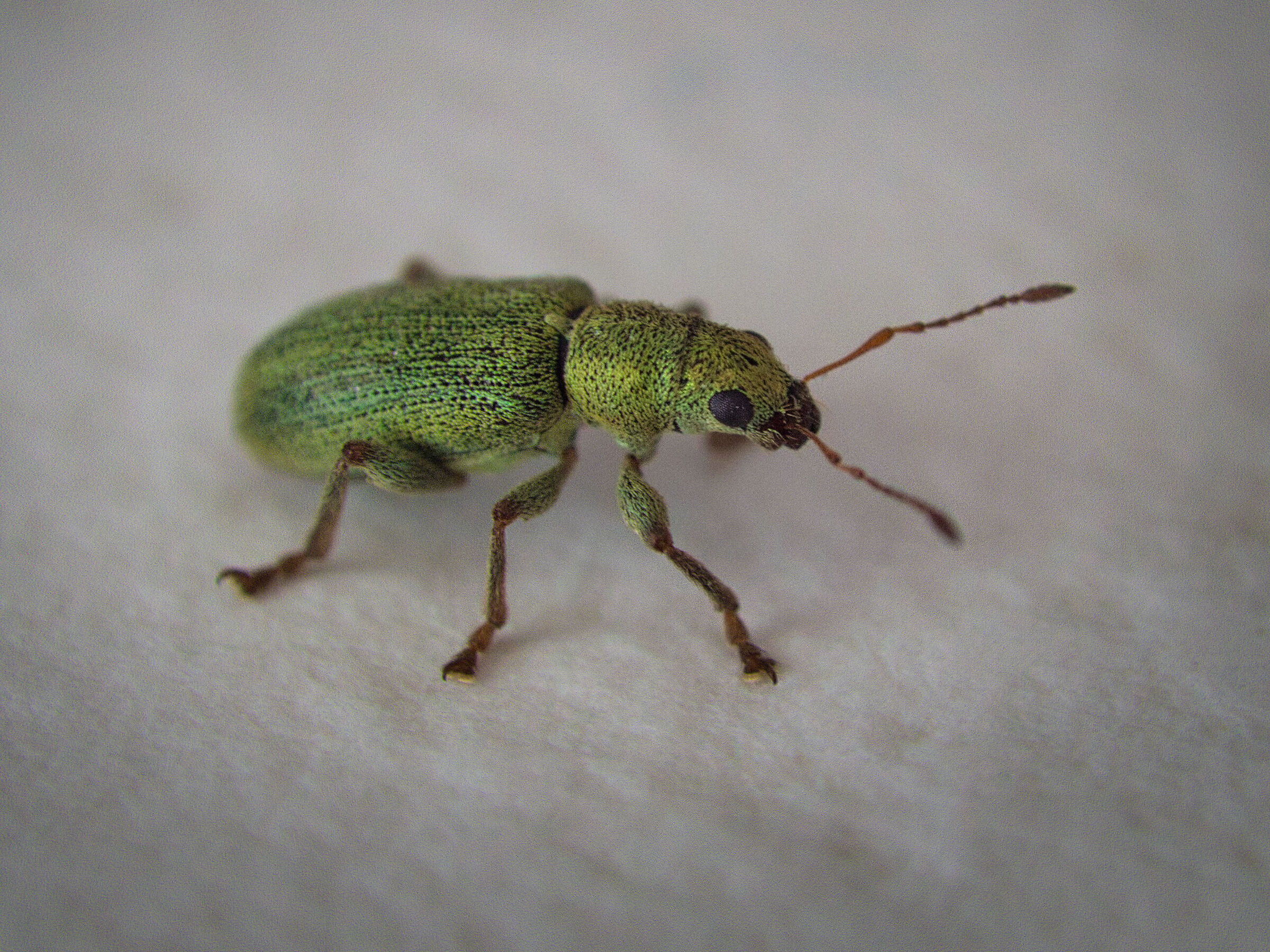 Phyllobius.