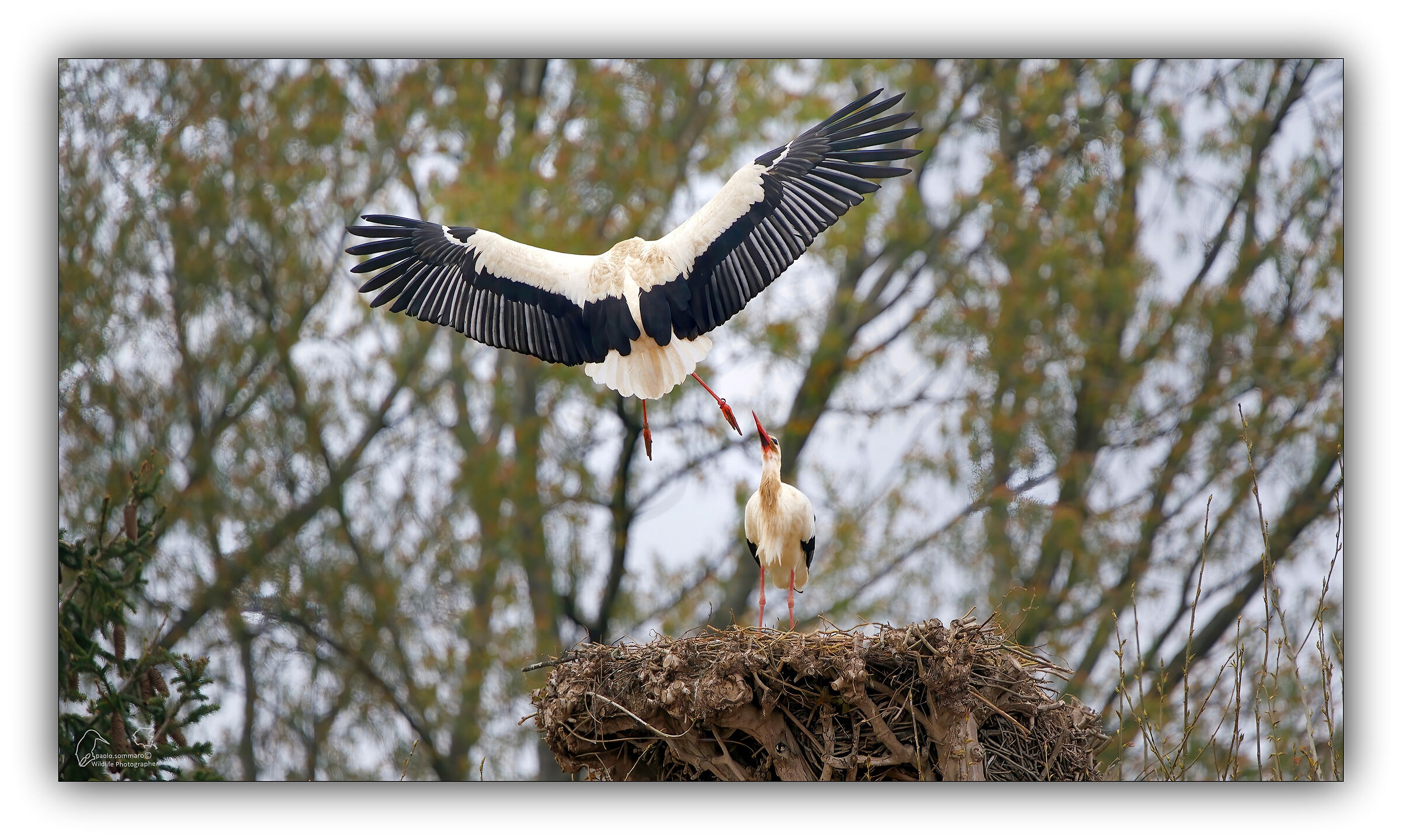 storks