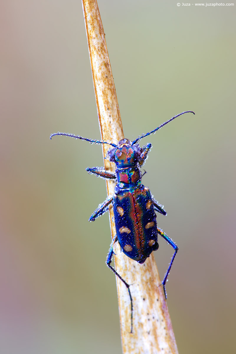 Cicindela aurulenta, 009391
