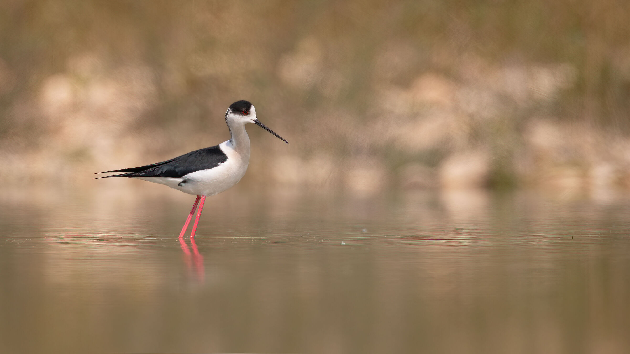 Welcome back knights!