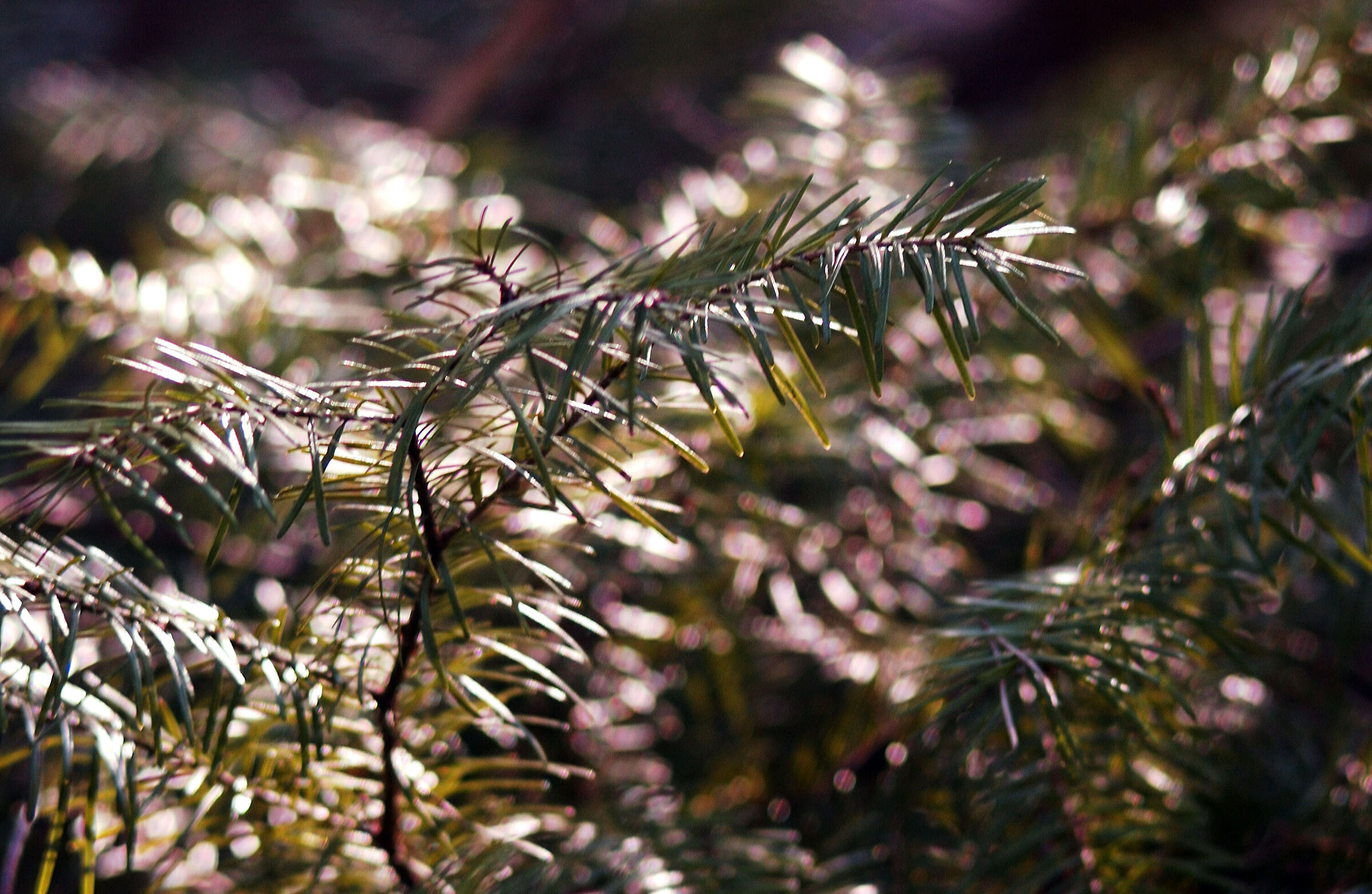 Christmas all the year