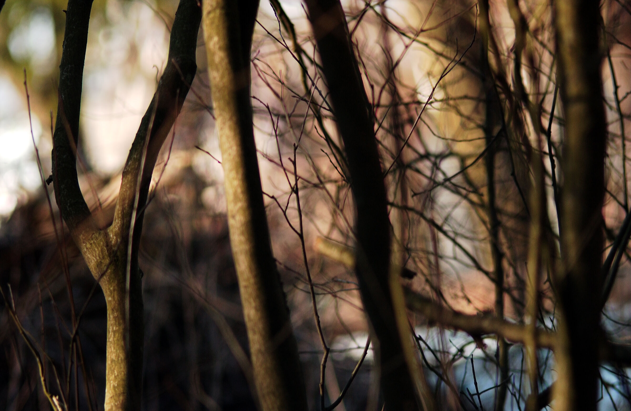 Last rays in the pathless woods