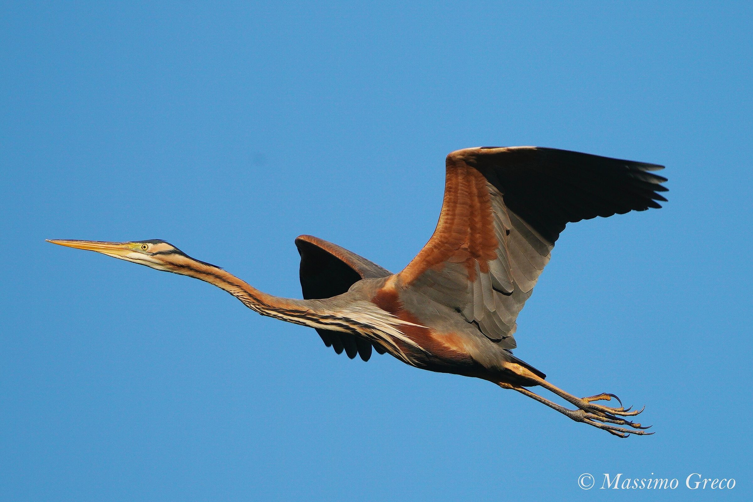 Red Heron (Ardea purpurea)