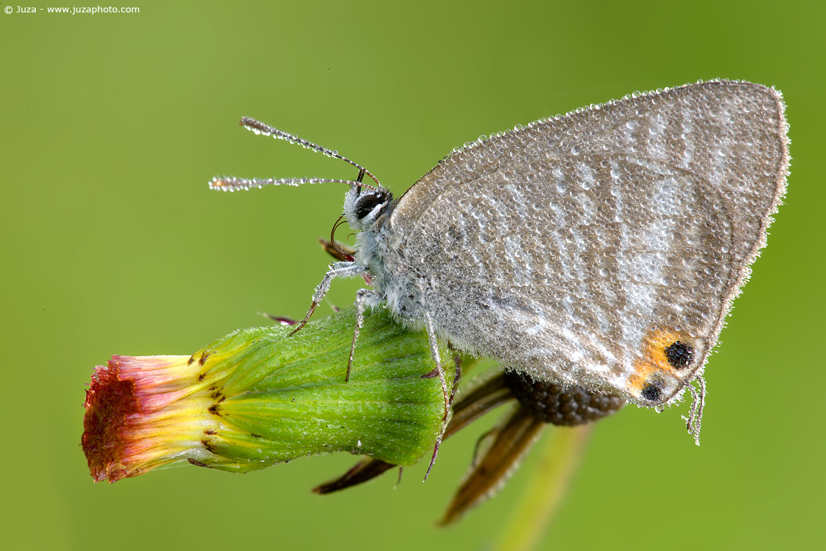 Thecla phydela, 009179