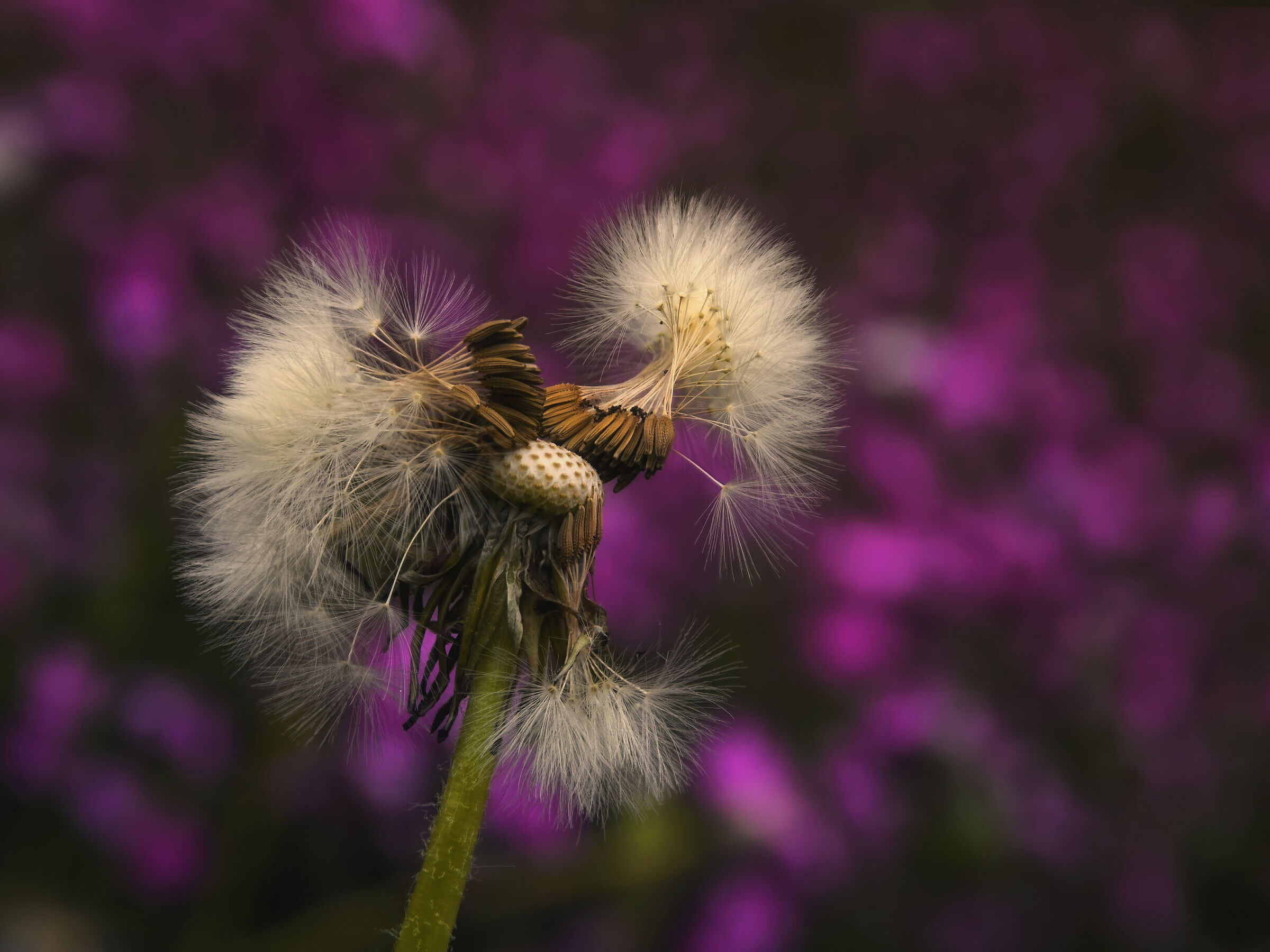 Pennelli da barbiere