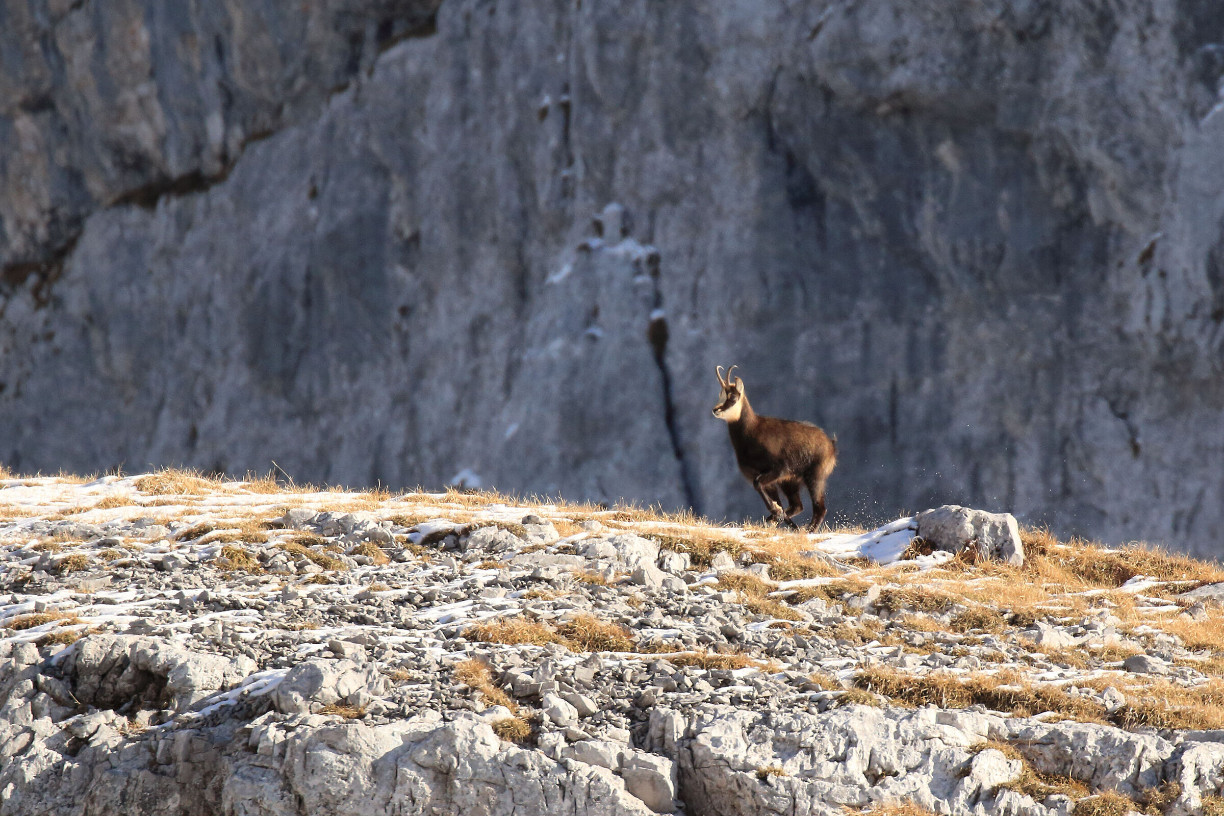 undisturbed among the rocks