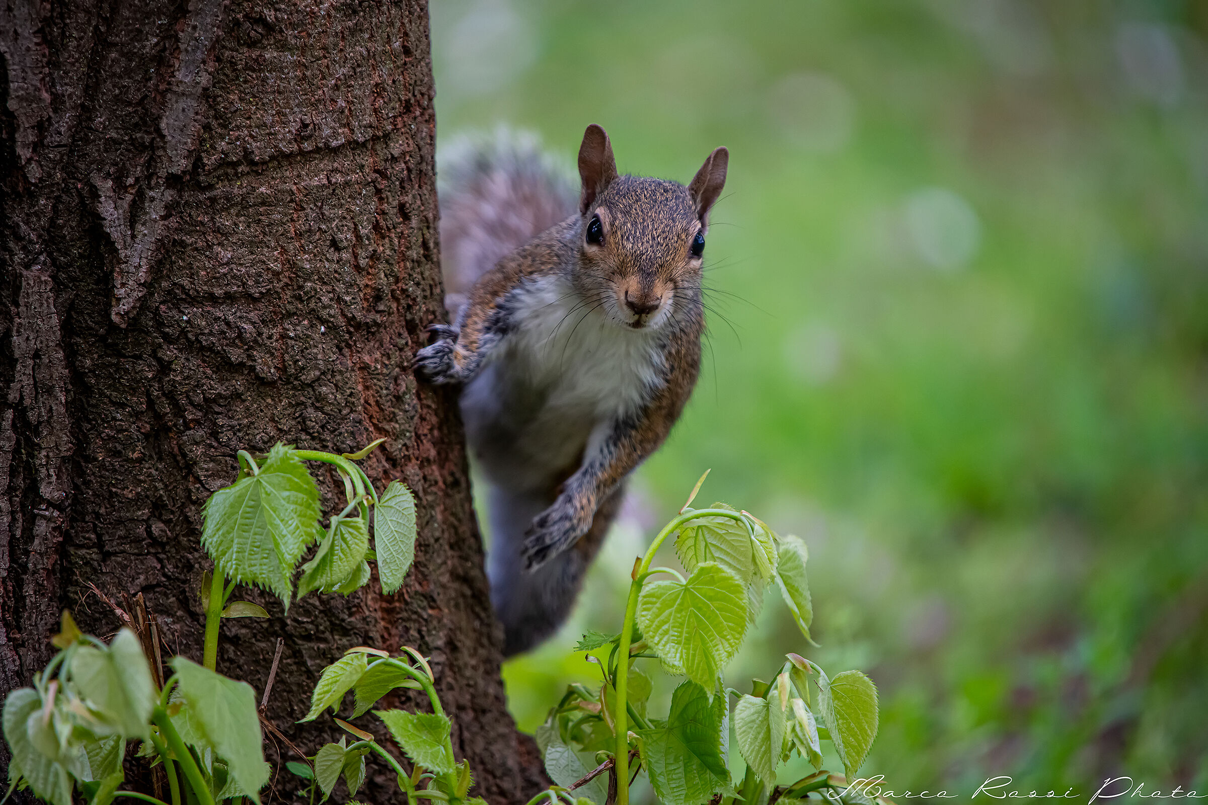 Mah cosa stai facendo?