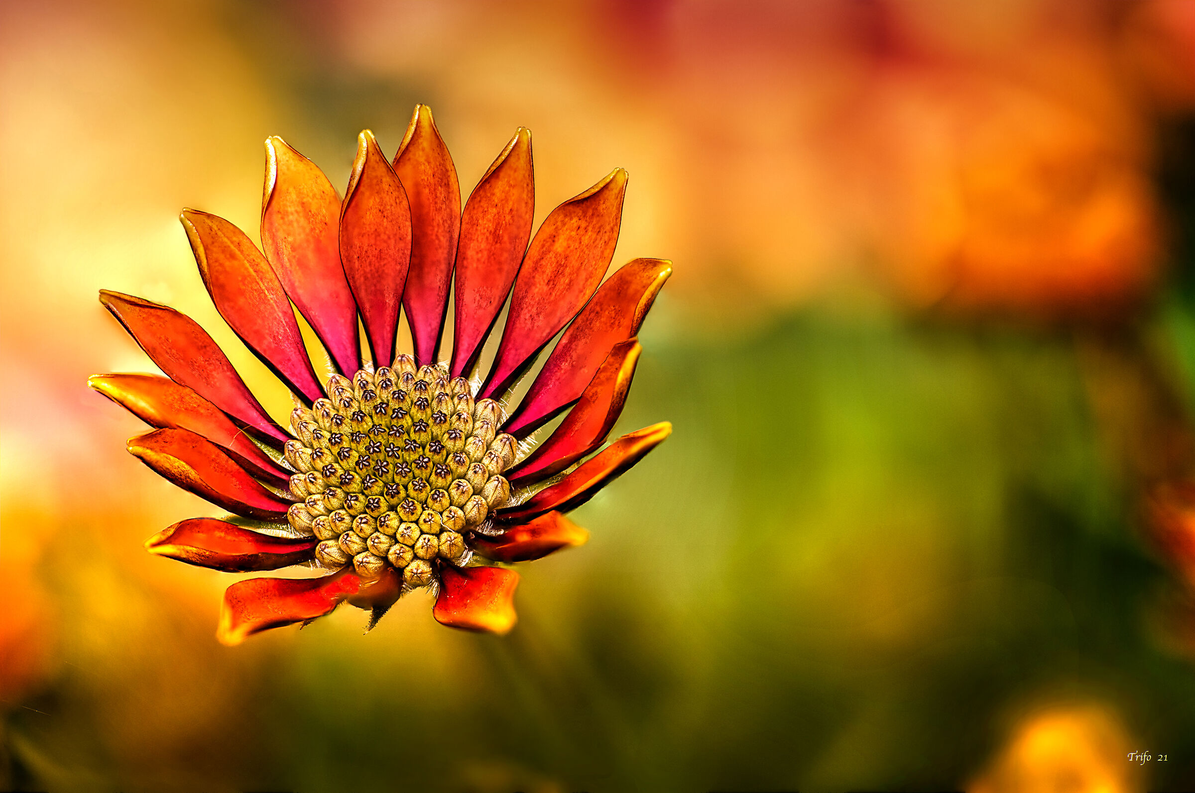 Le margherite di casa ......