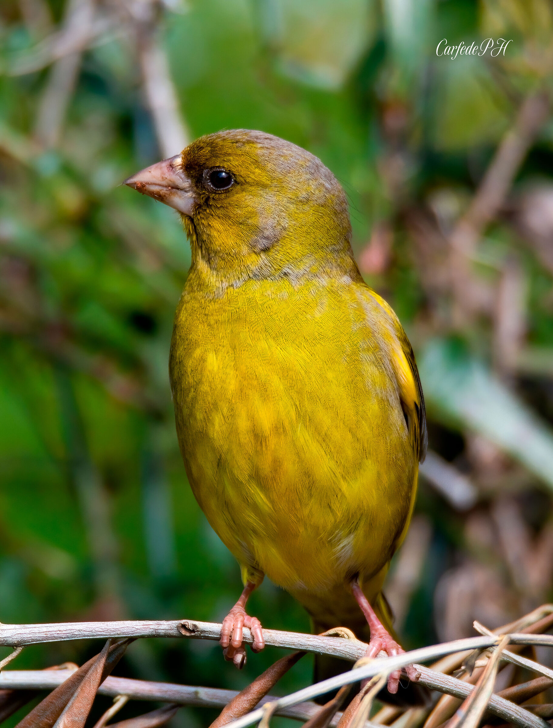 greenfinch