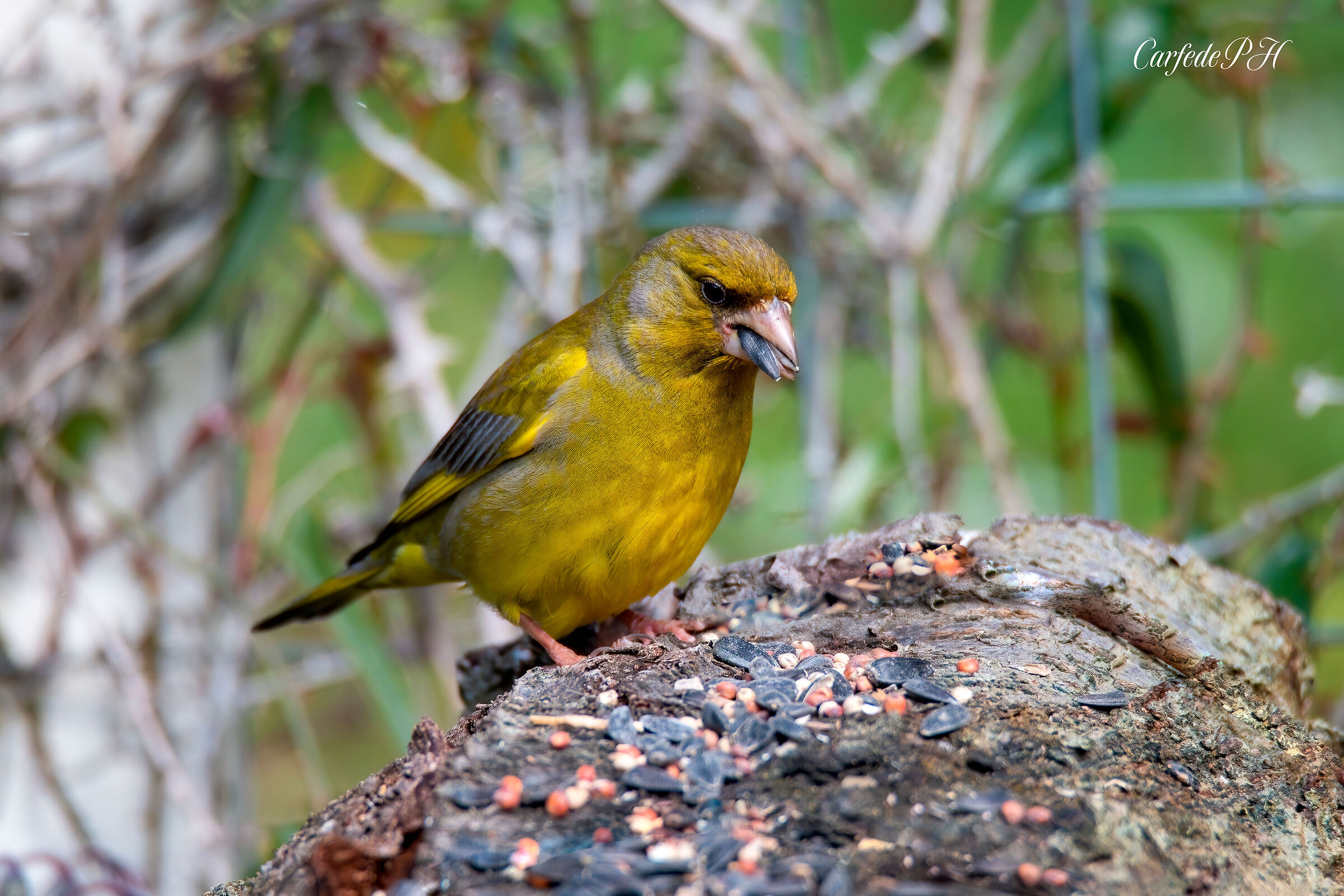 greenfinch