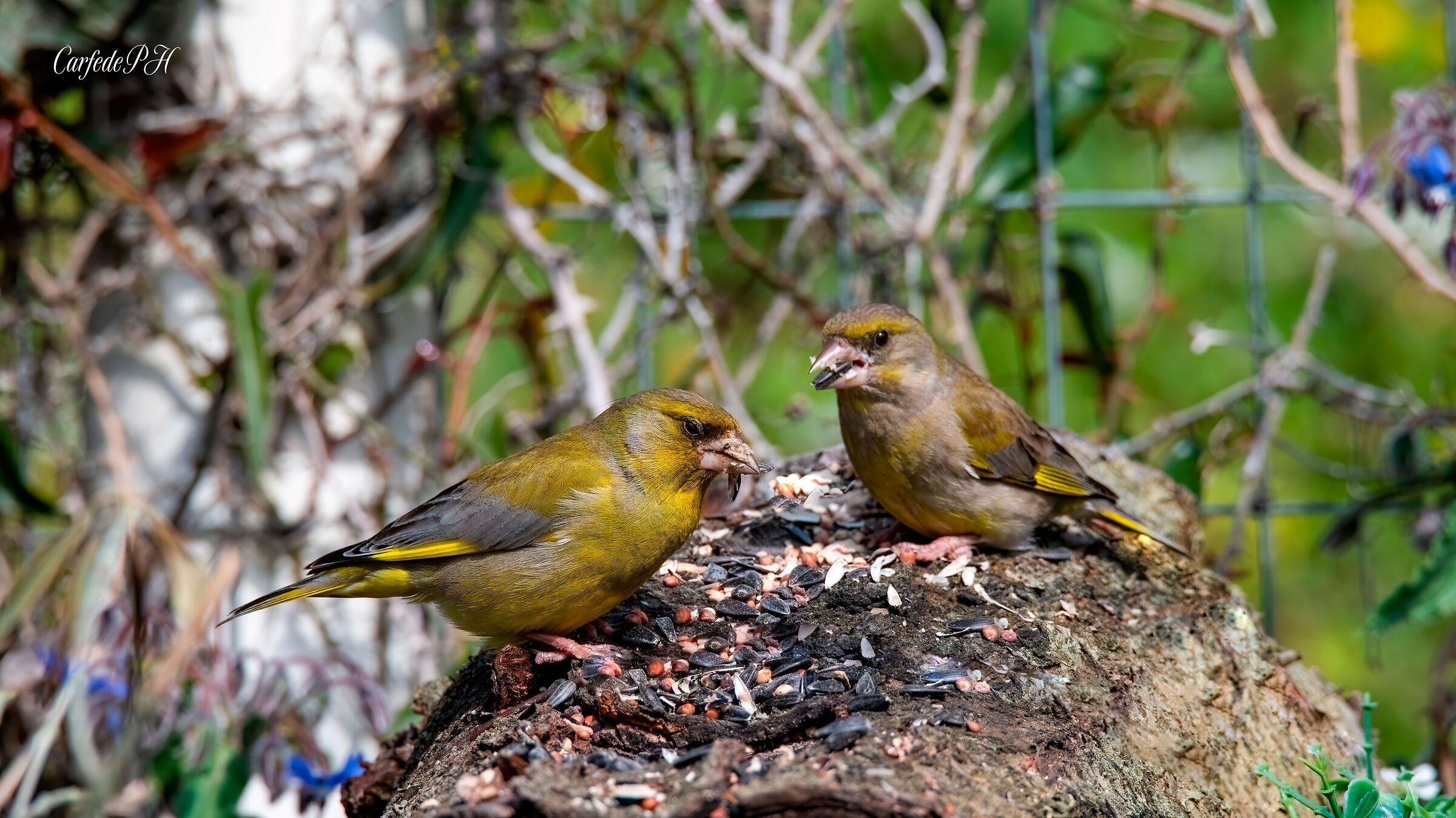 pair of greenfinches