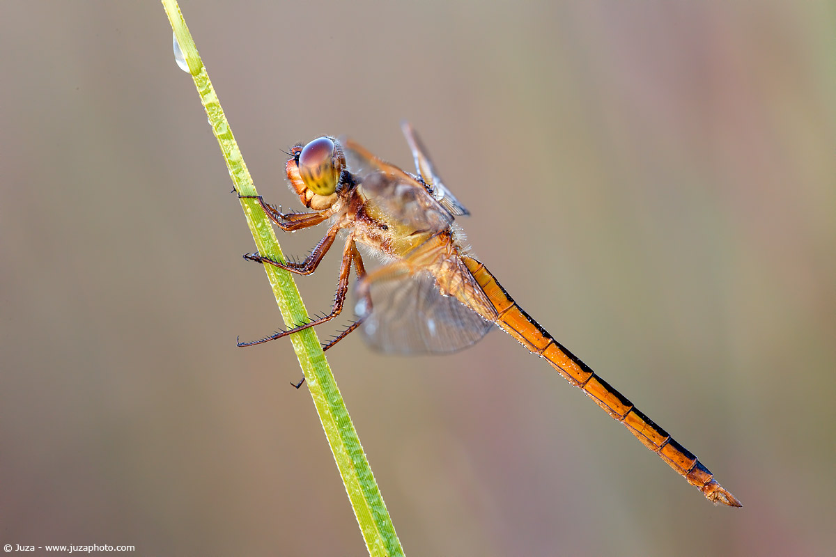 Dragonfly auripennis, 007,194