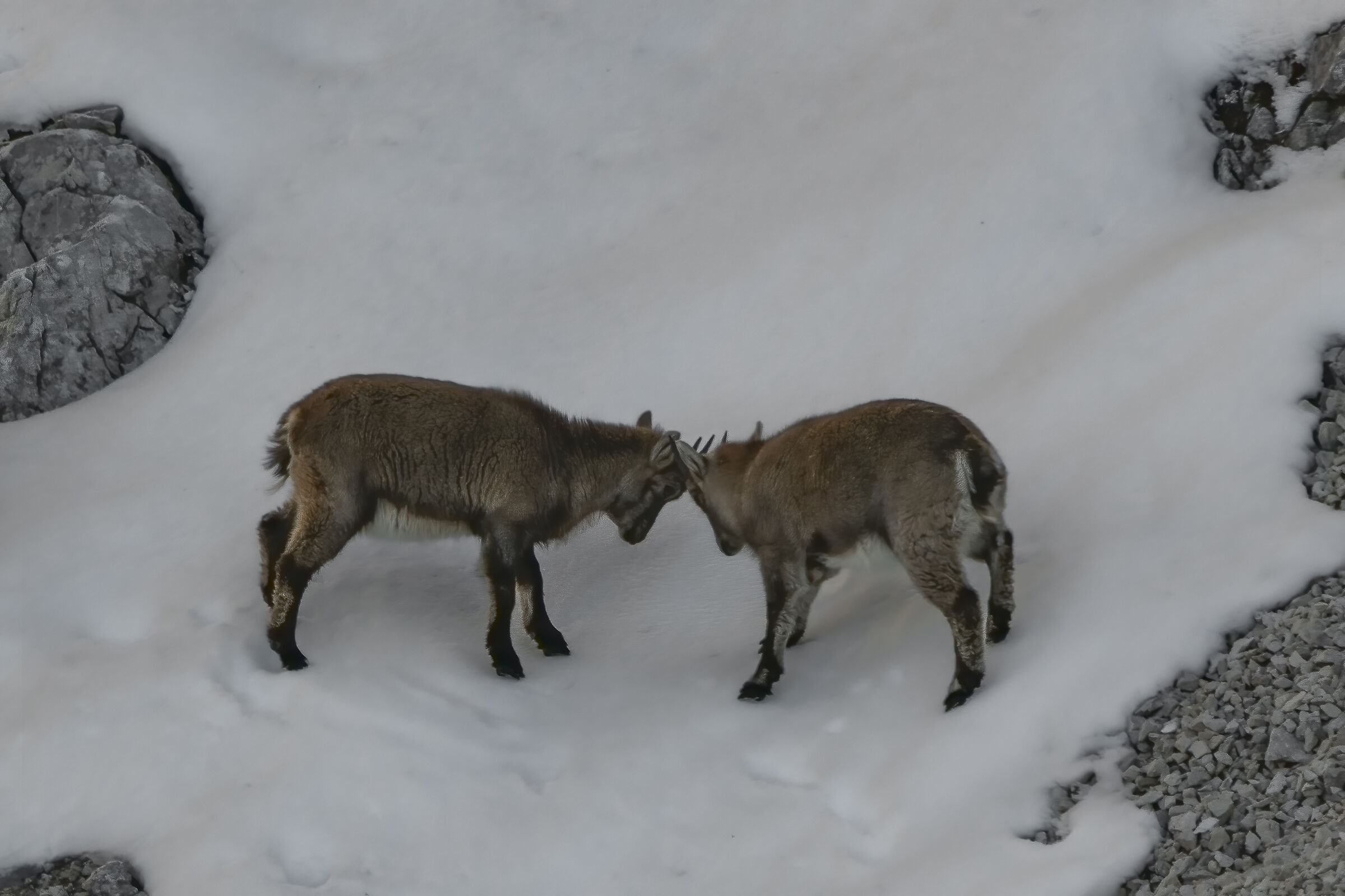 Little ibexes who think they're adults
