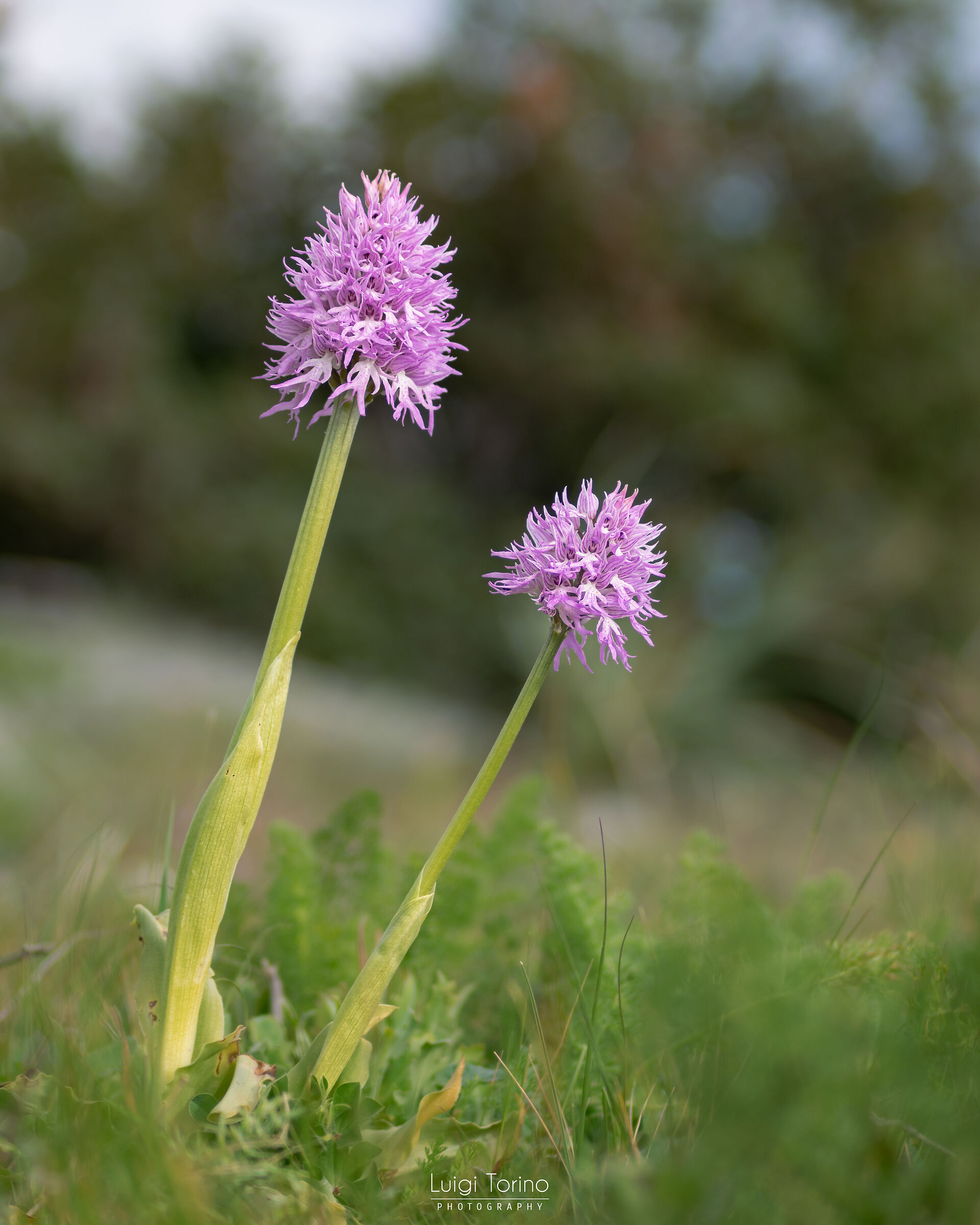 Italian Orchis