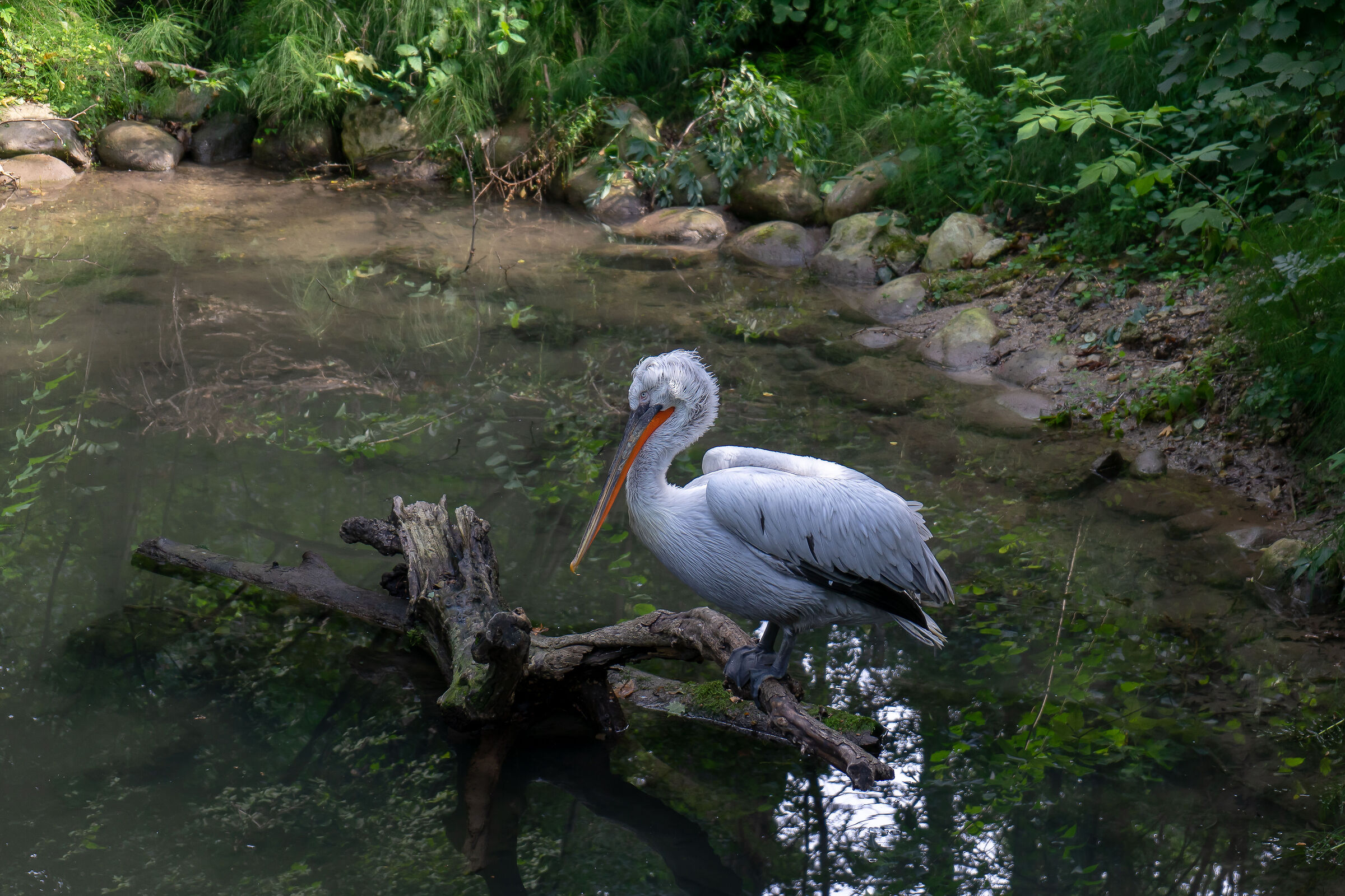 pelican