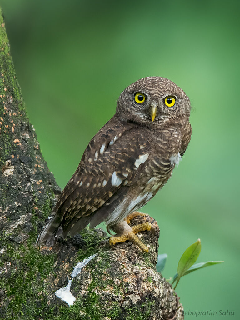 Owlet sbarrato dall'Asia