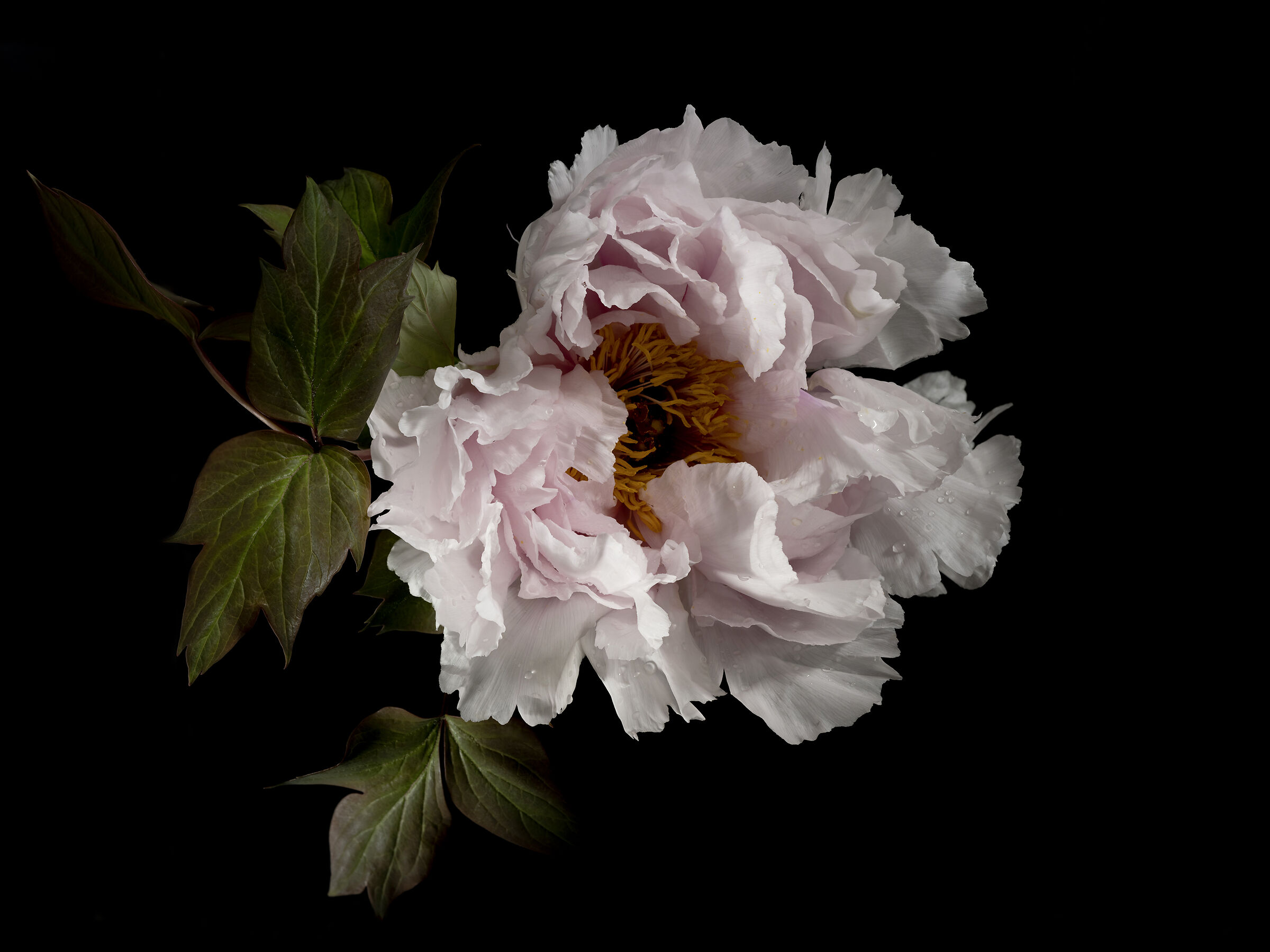 peony