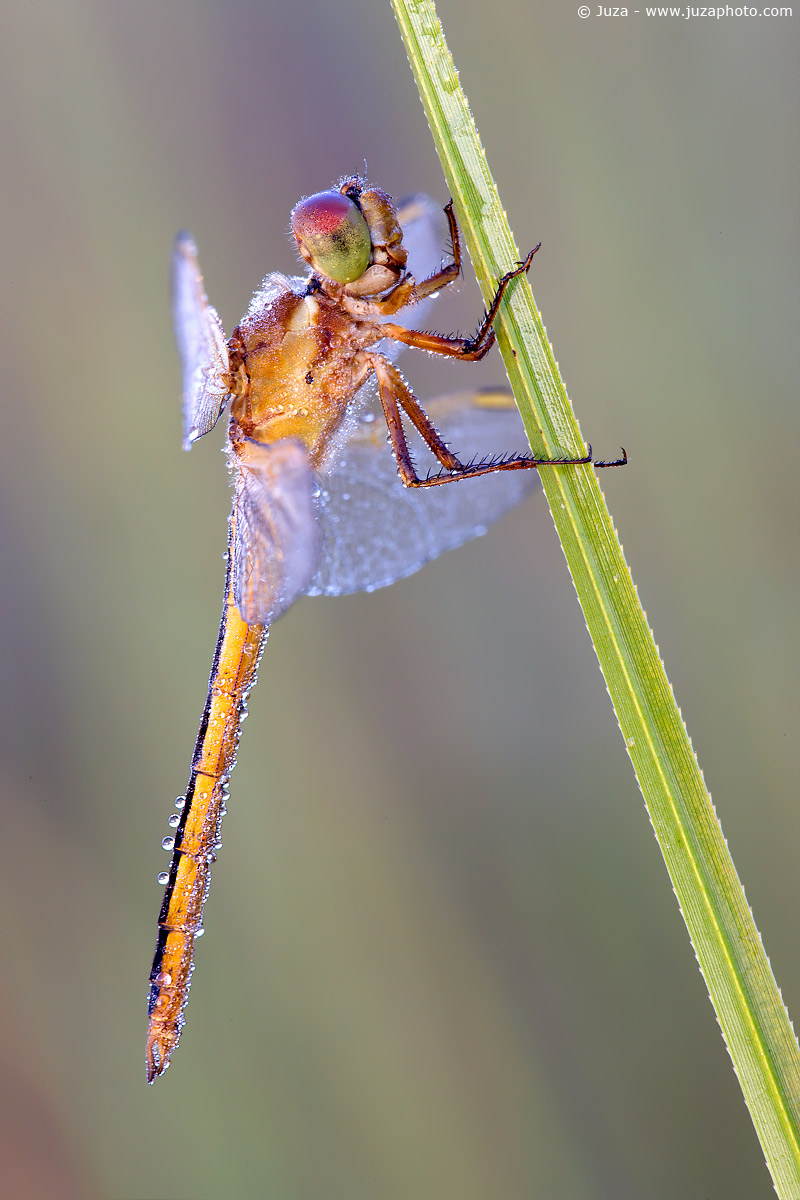 Dragonfly auripennis, 007,211