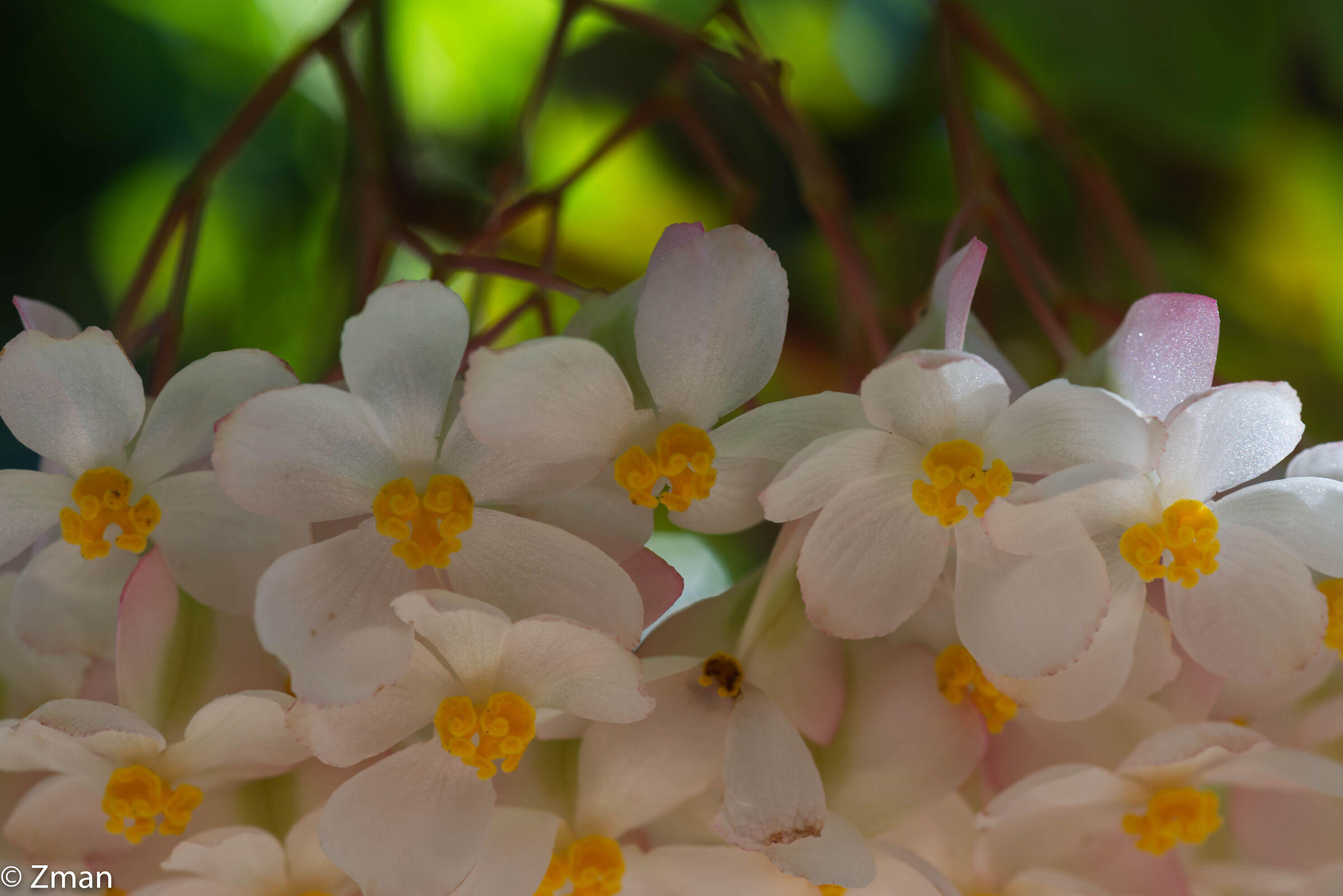 Wax Begonia Flowers