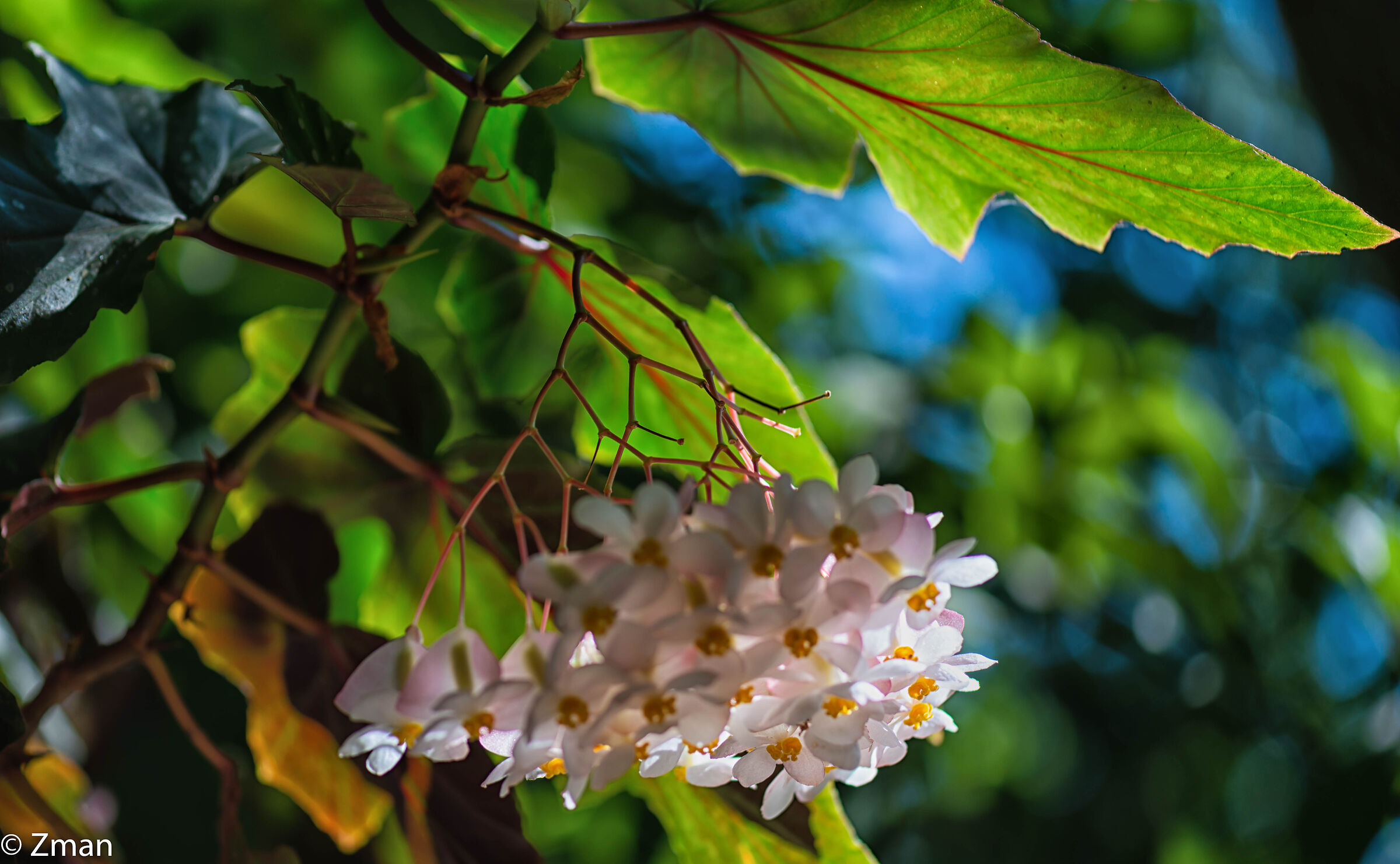 Wax Begonia Flowers