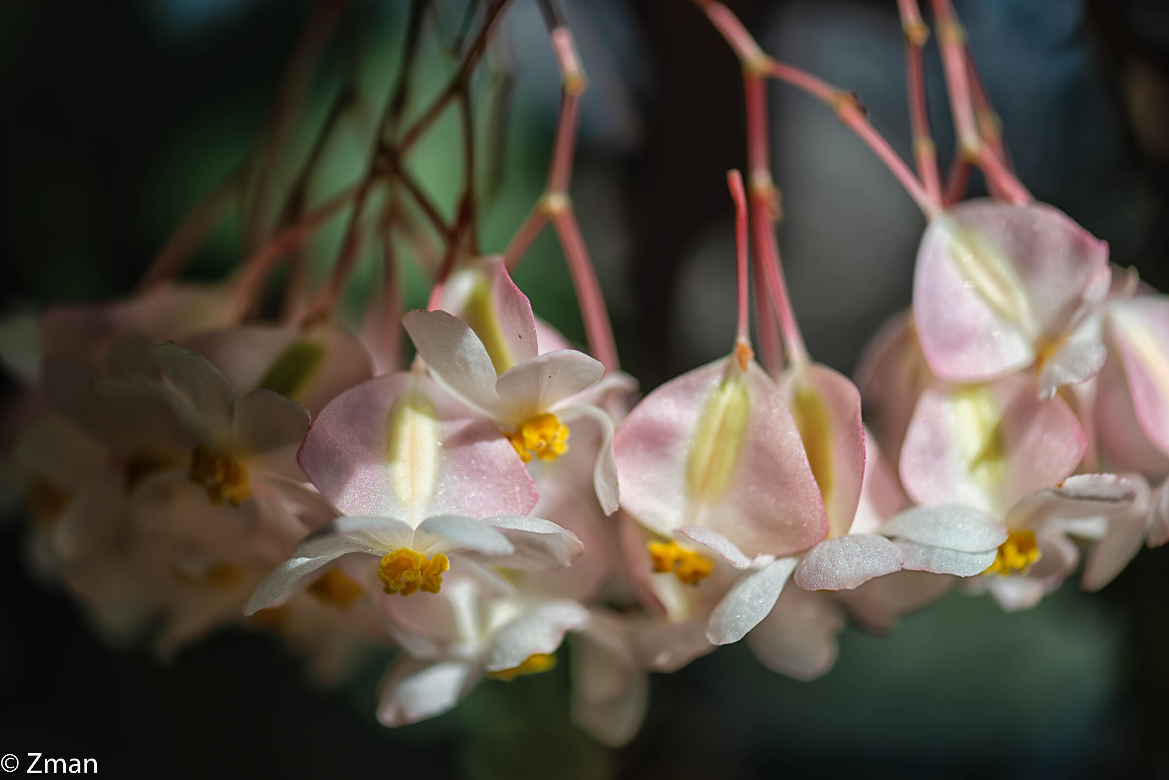 Wax Begonia Flowers