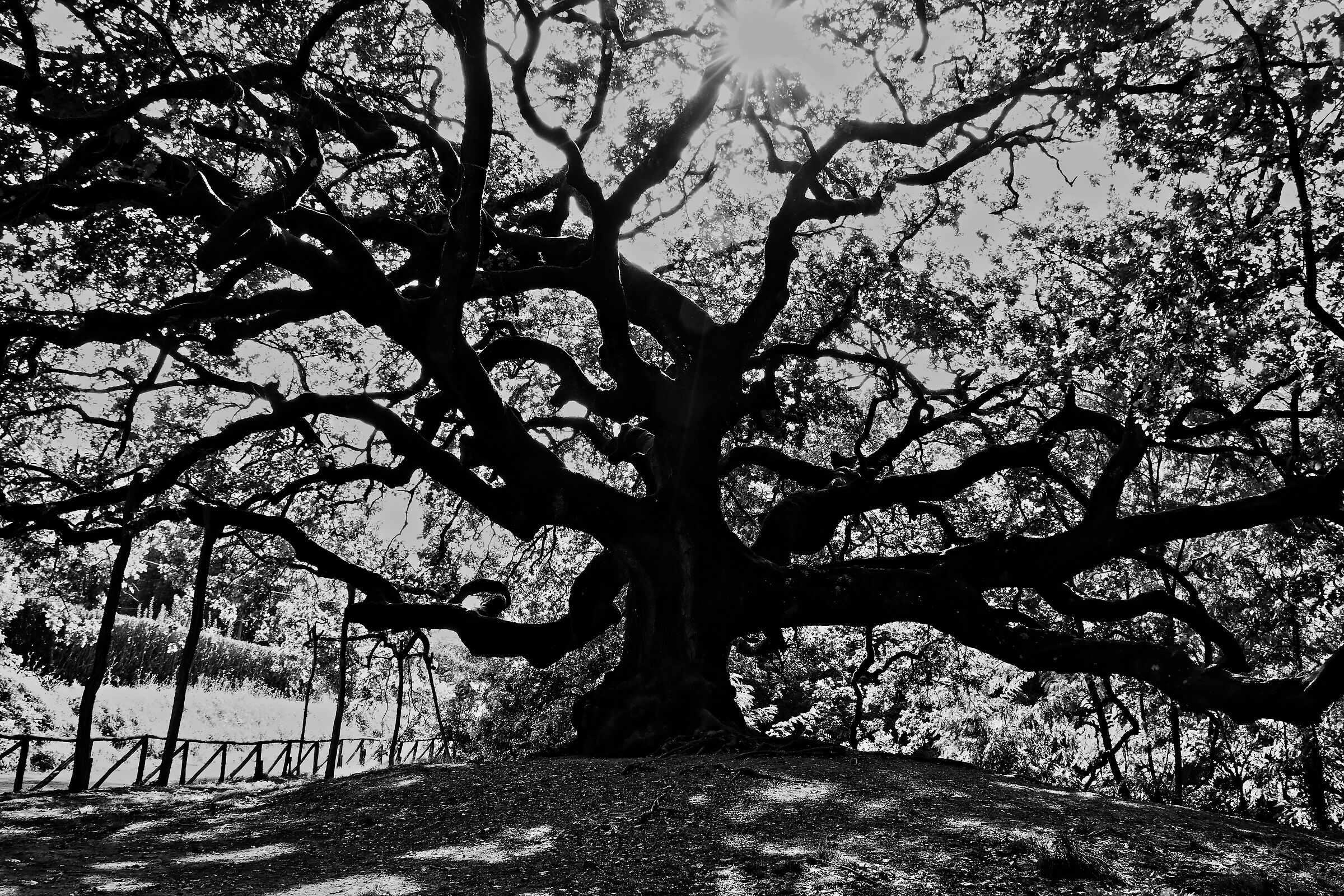 Witches' Oak