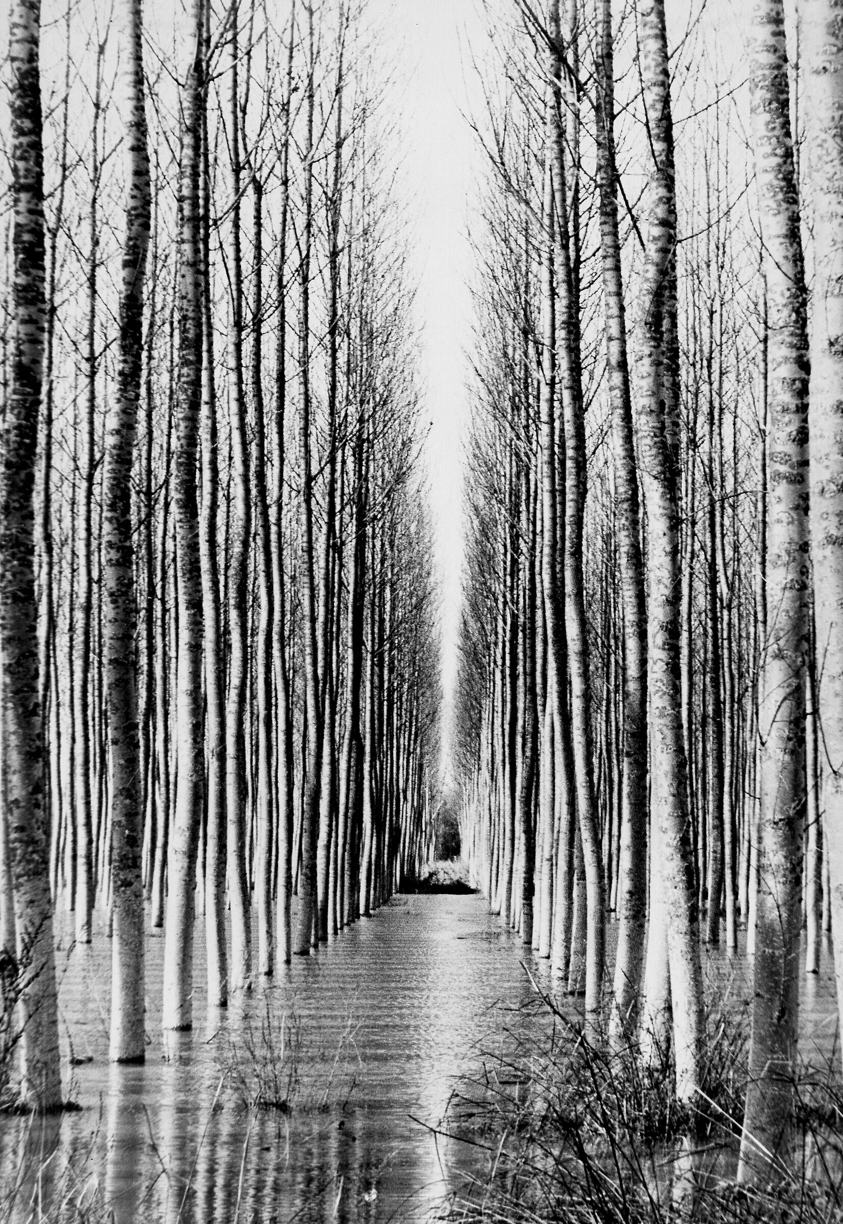 Il padule   ( Analogica)