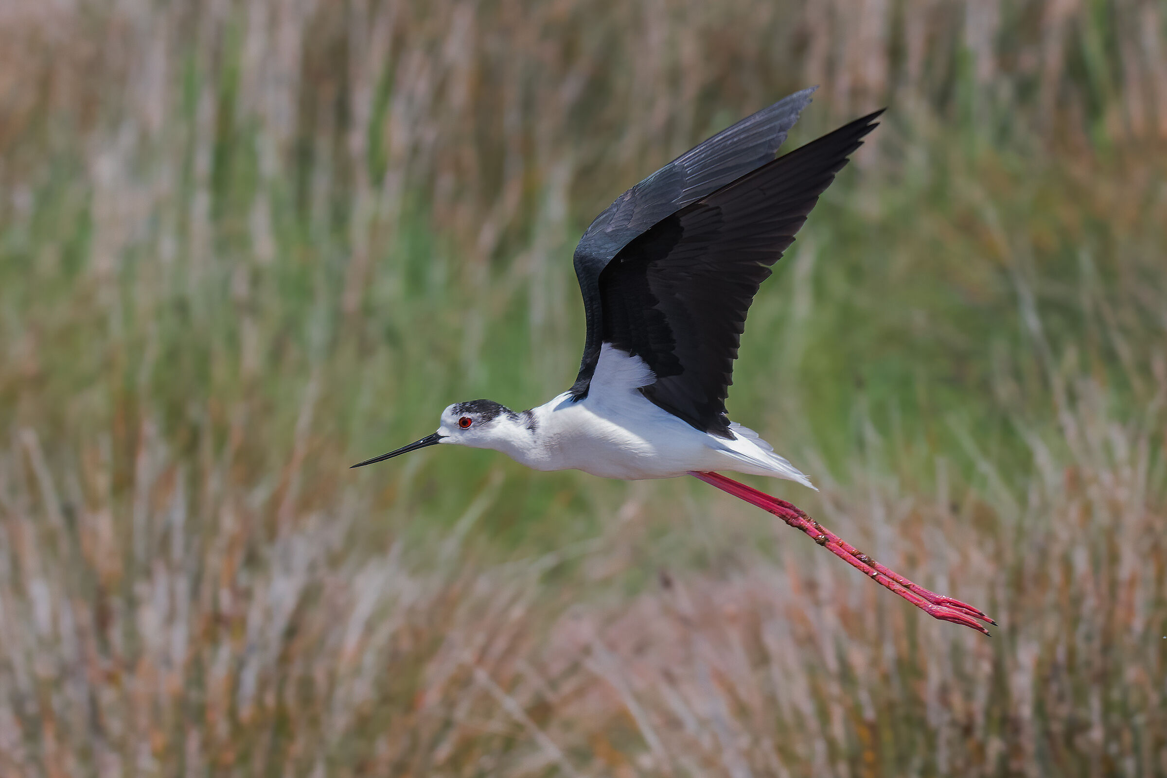 Knight of Italy (Himantopus himantopus)